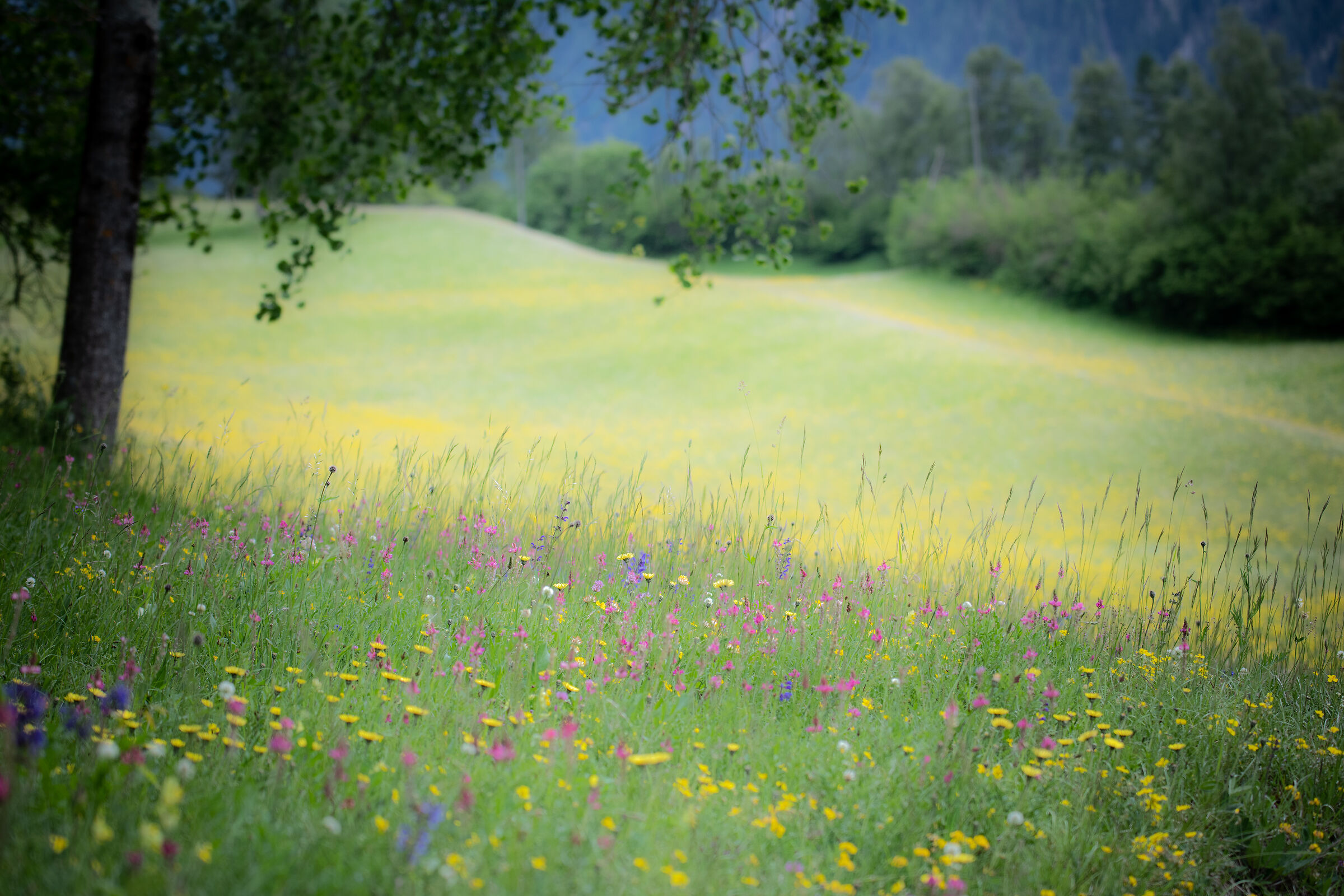 Flowering in Filisur