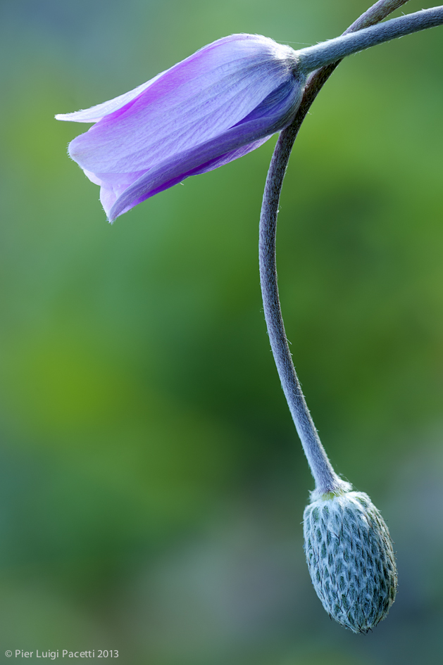 Anemone hortensis at sunset