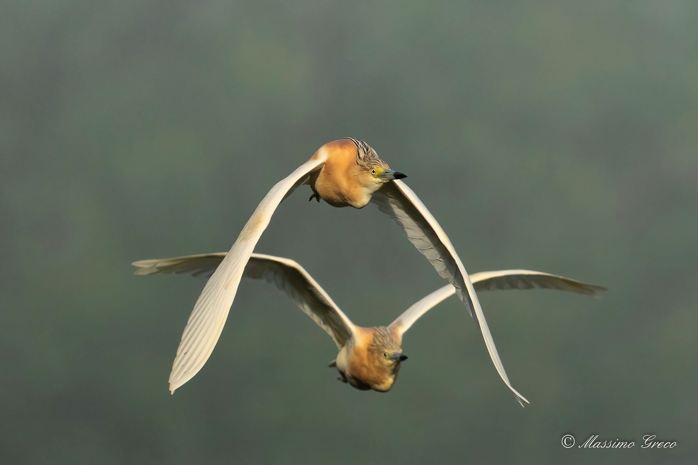 Tufted gauze (Ardeola ralloides)