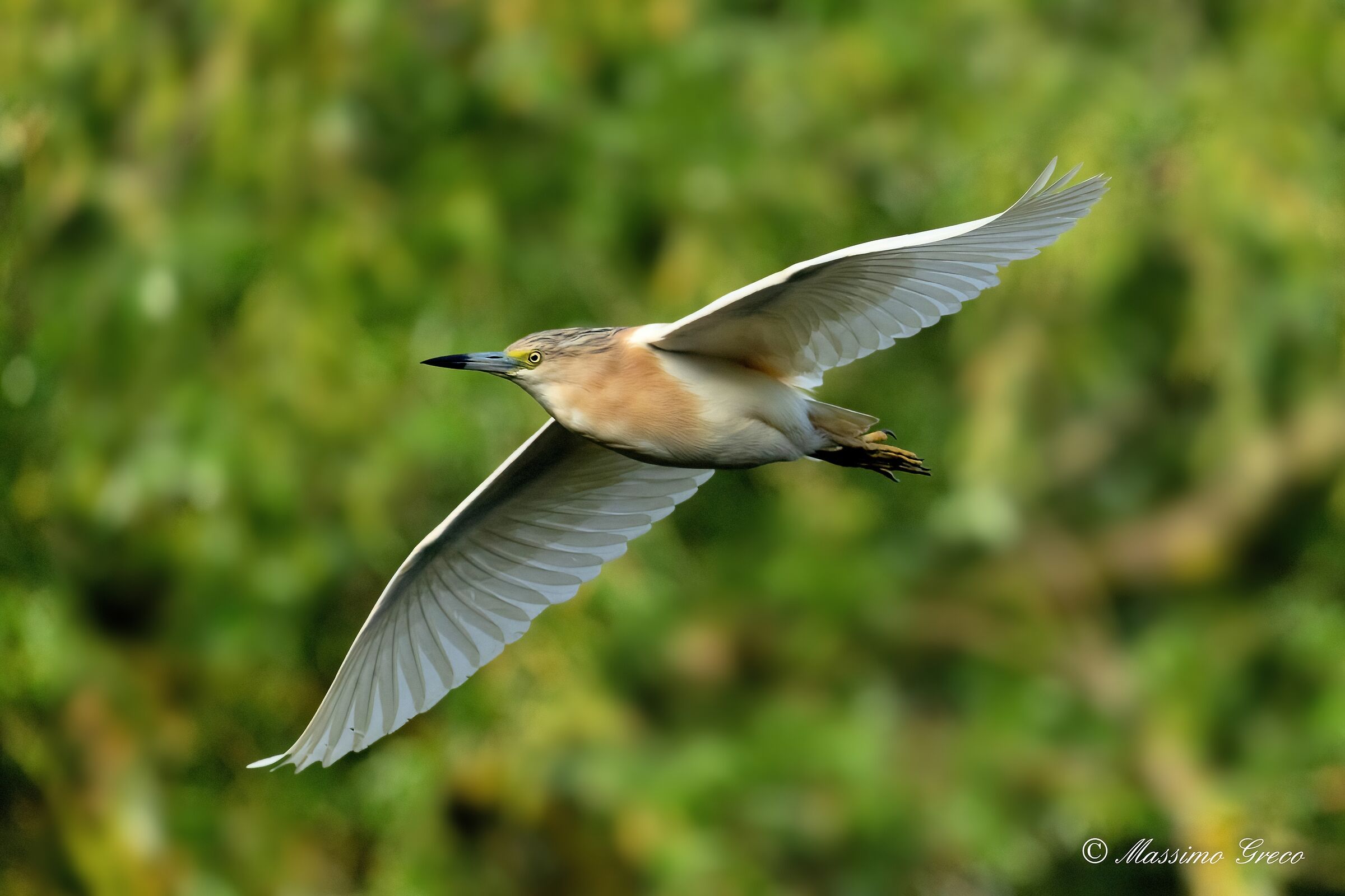 Tufted gauze (Ardeola ralloides)