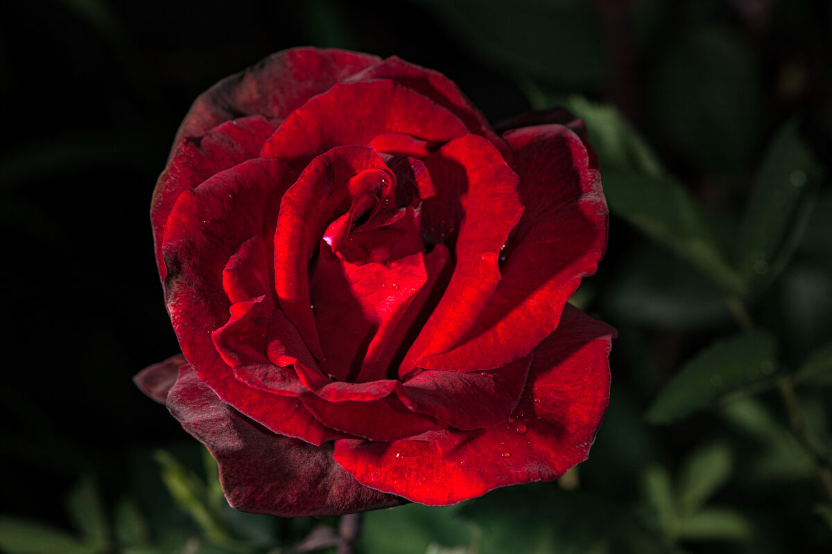 rosa Val d'Aosta