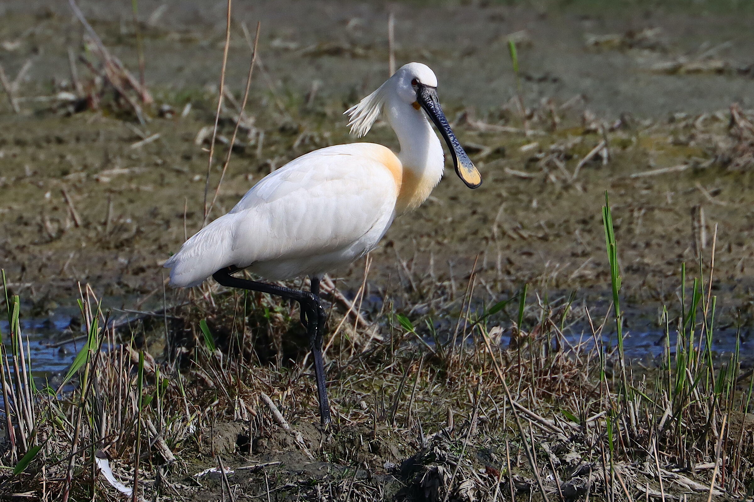 Platalea leucorodia - Spatola