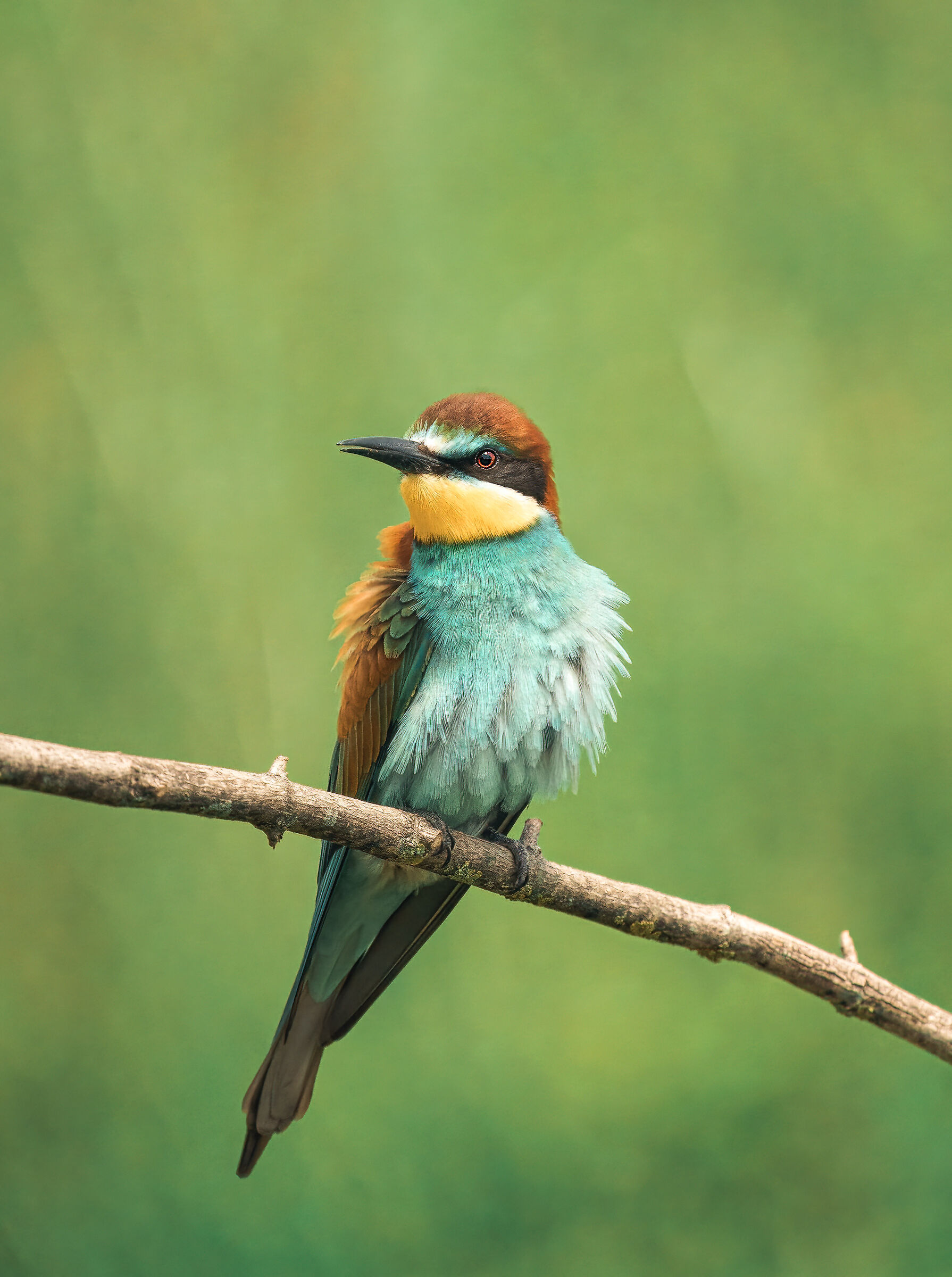 Il mio Primo Grucione