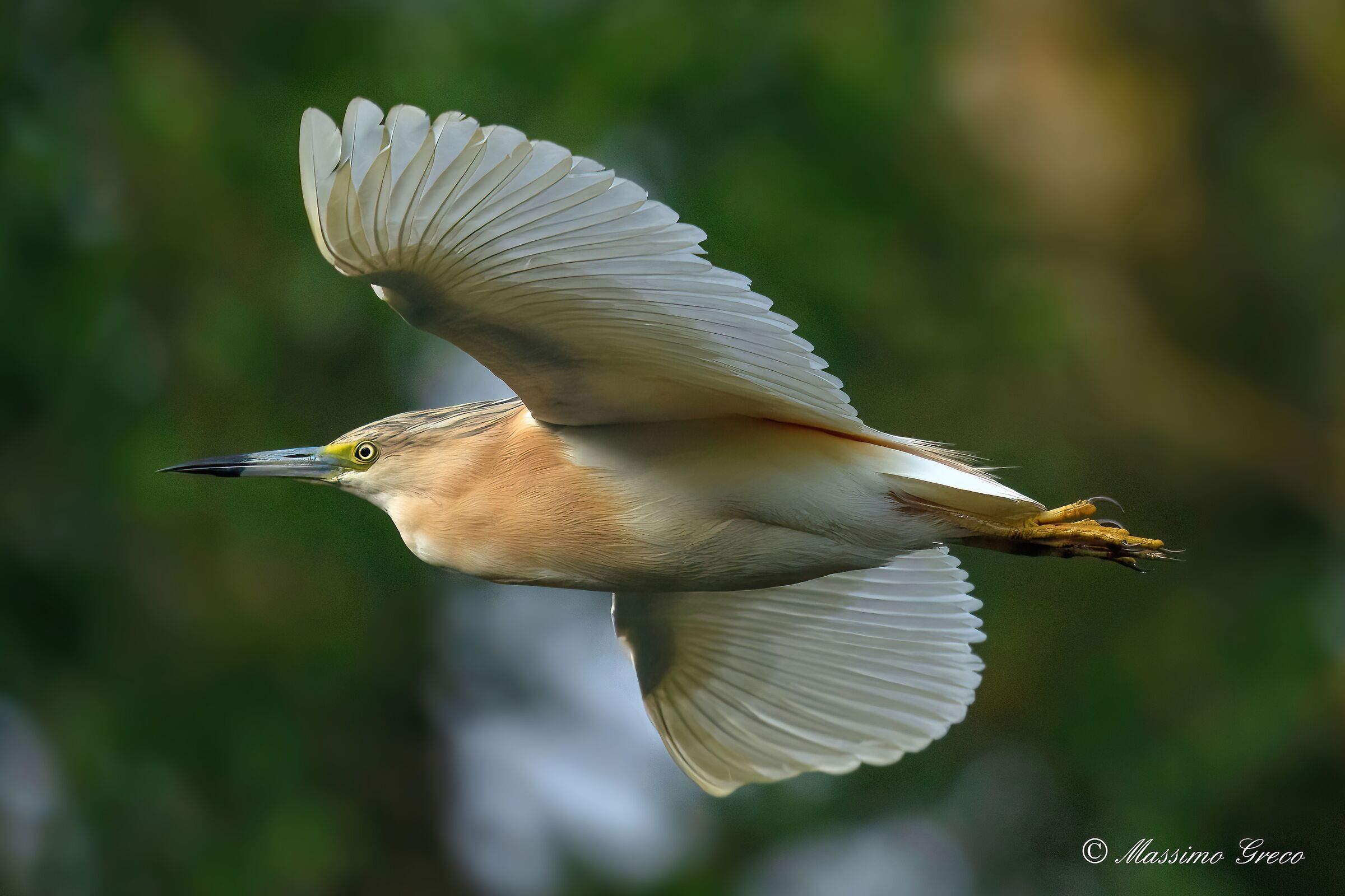 Tufted gauze (Ardeola ralloides)