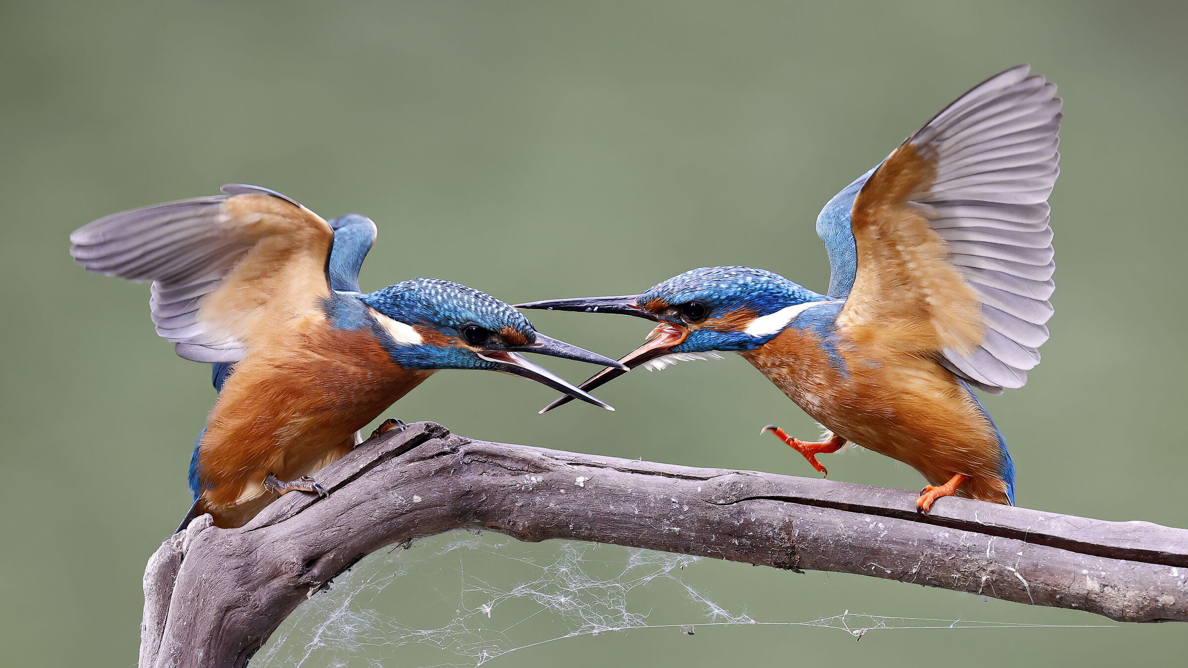 schermaglie in famiglia...