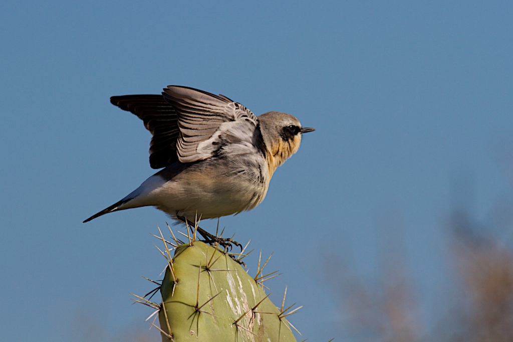 Culbianco al decollo