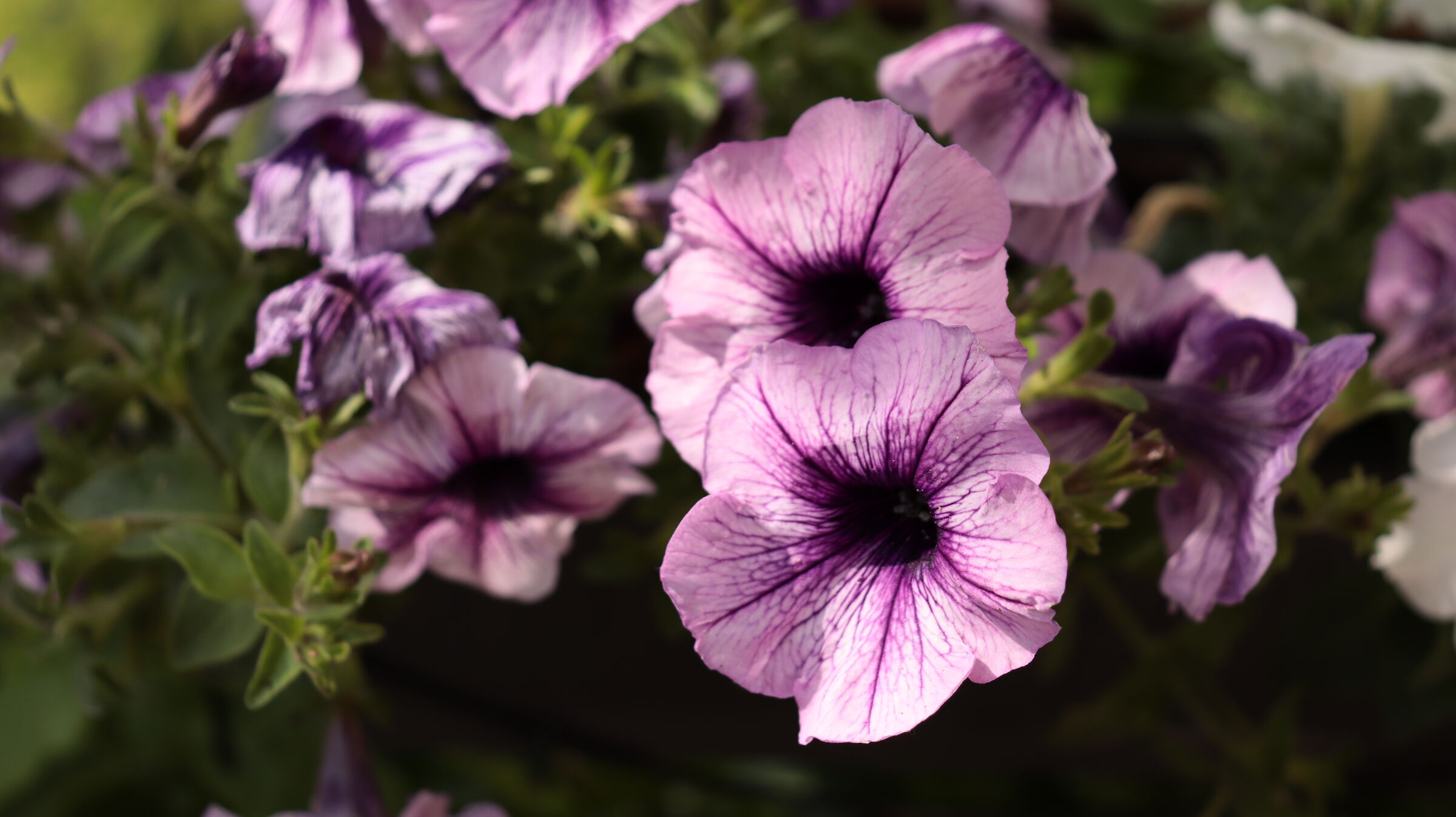Fiori in primavera