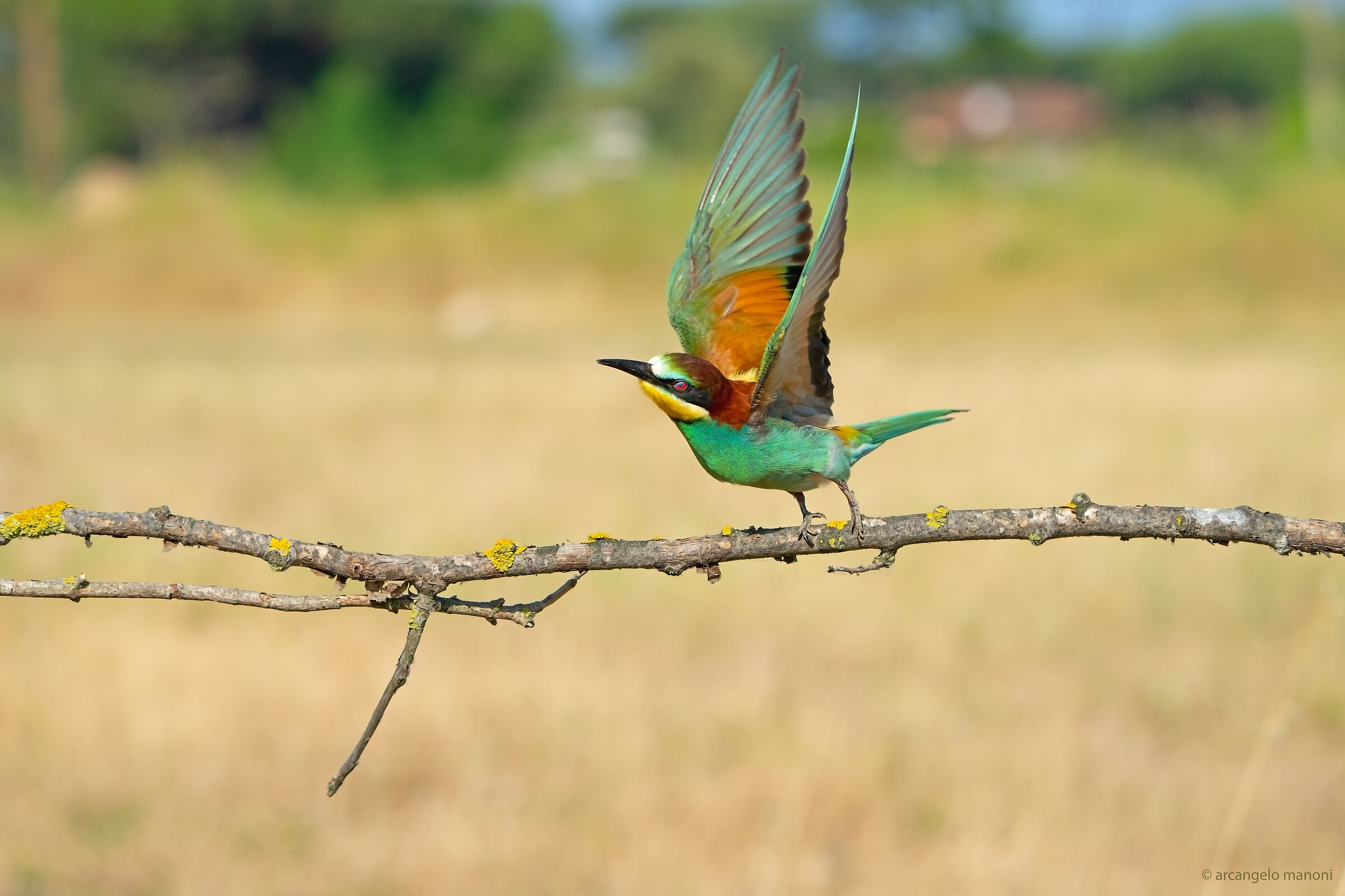 seize the fleeting moment