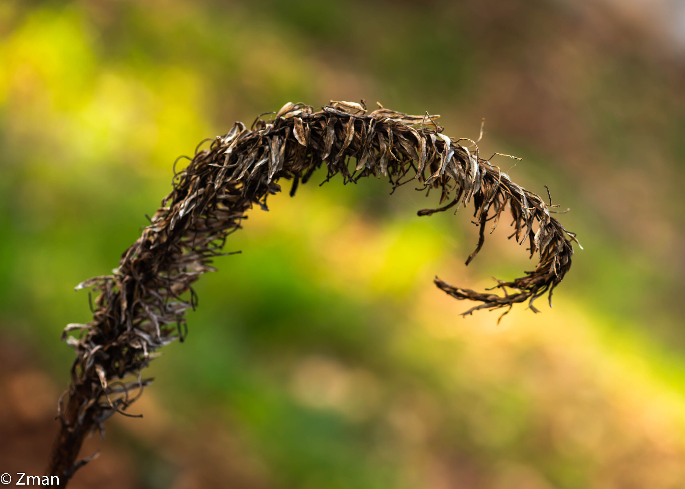 Fiore di Aluvera stagionato