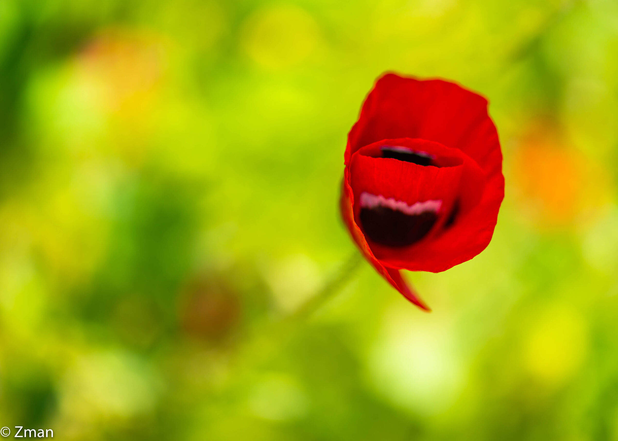 Rosso selvaggio e bello