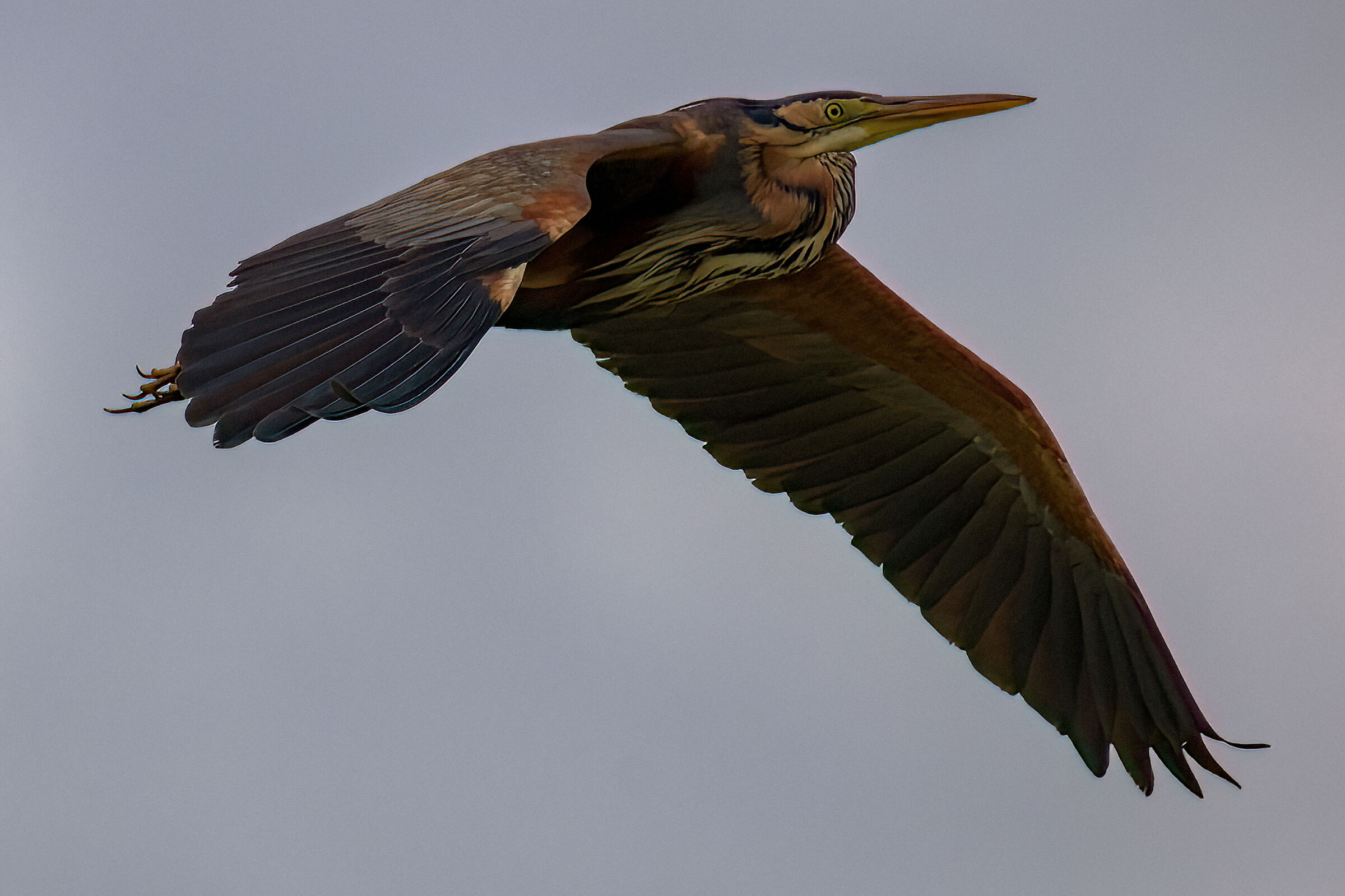 airone rosso in volo