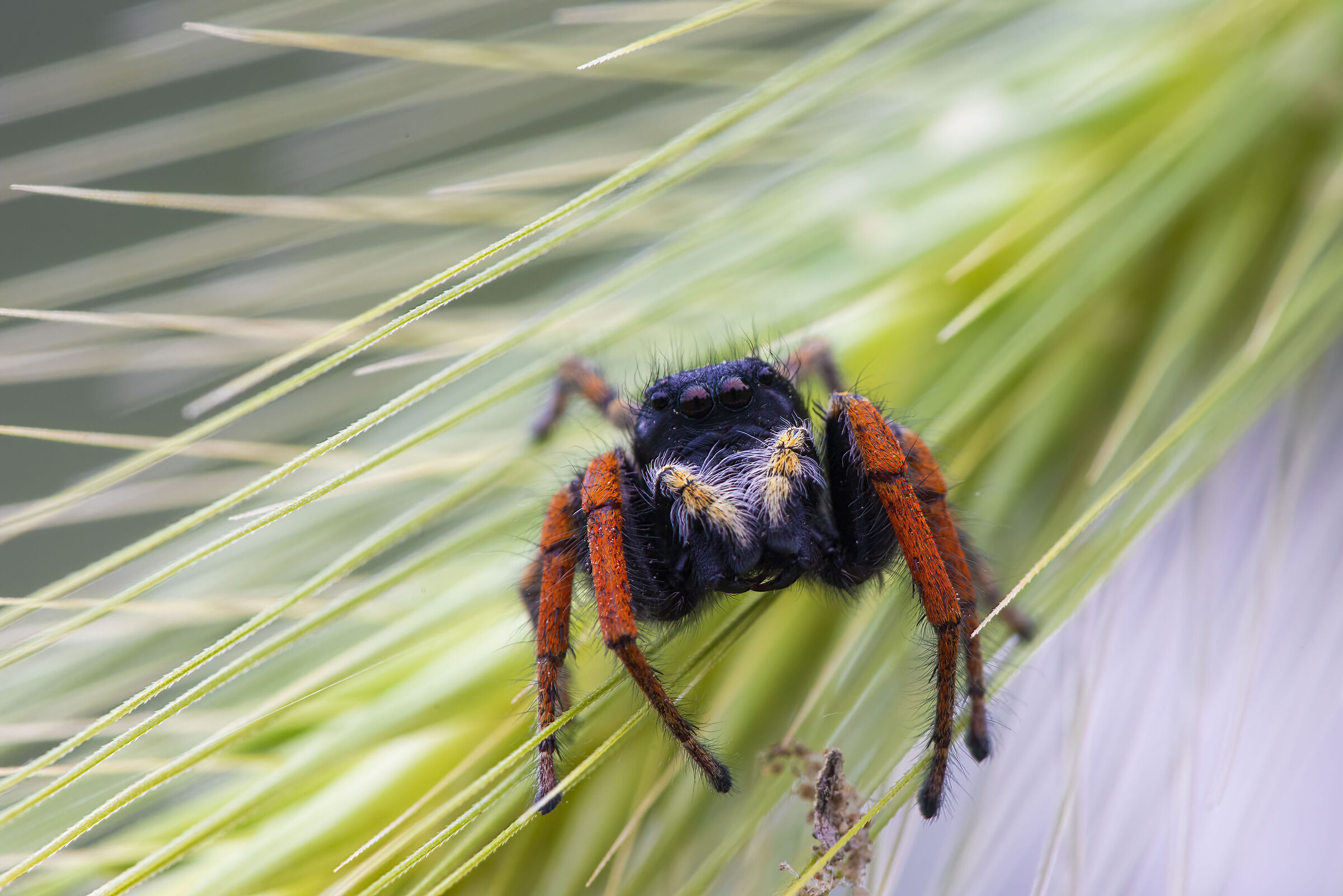 Jumper Spider