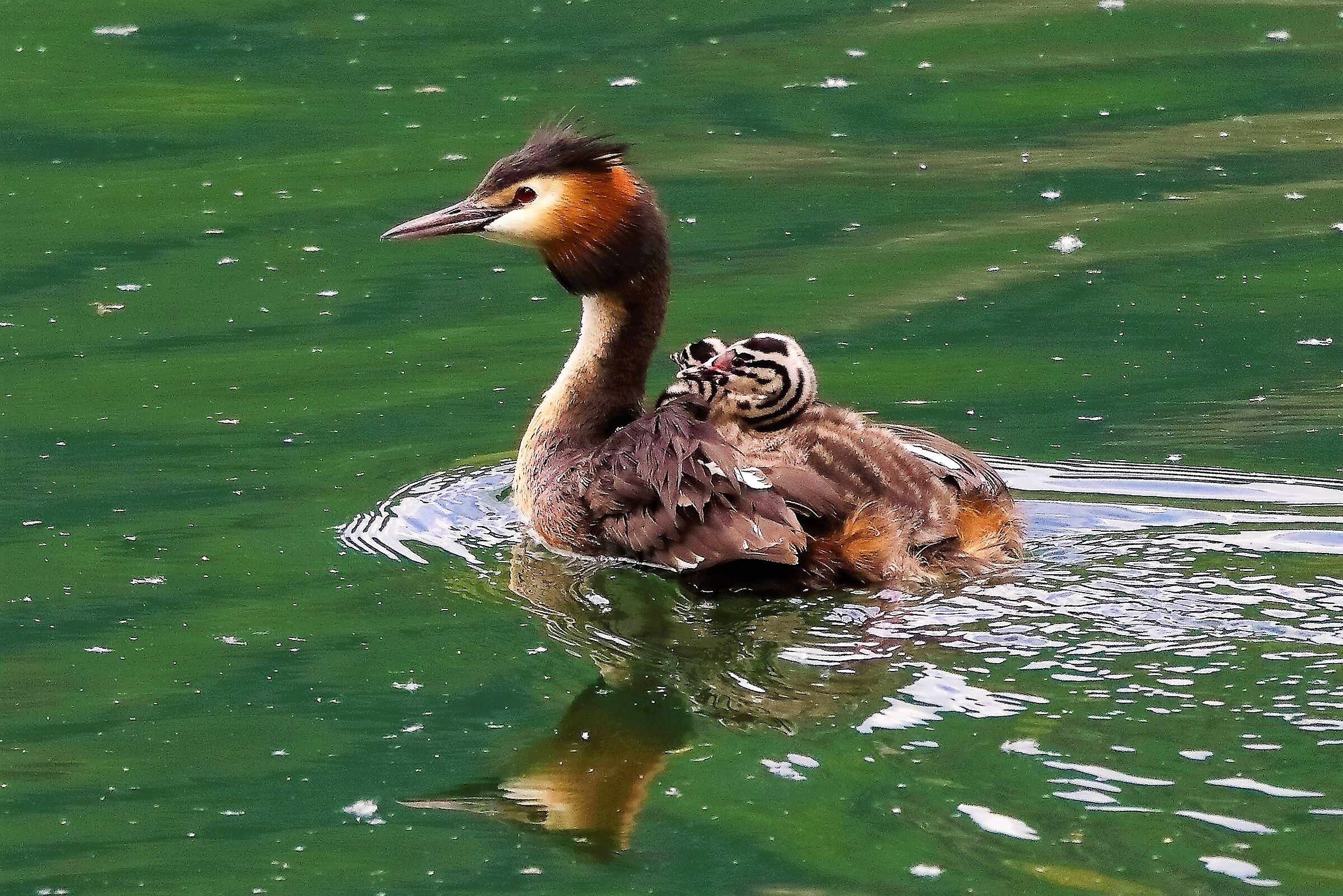 Svasso con prole 09-05-2022