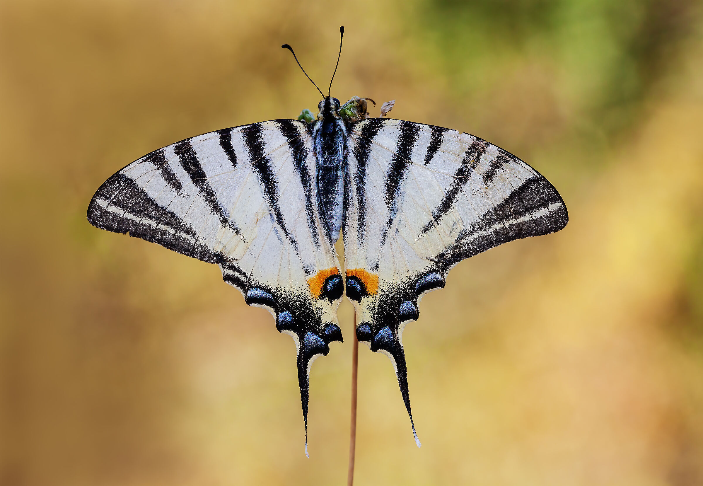 Podalirio non di primo pelo