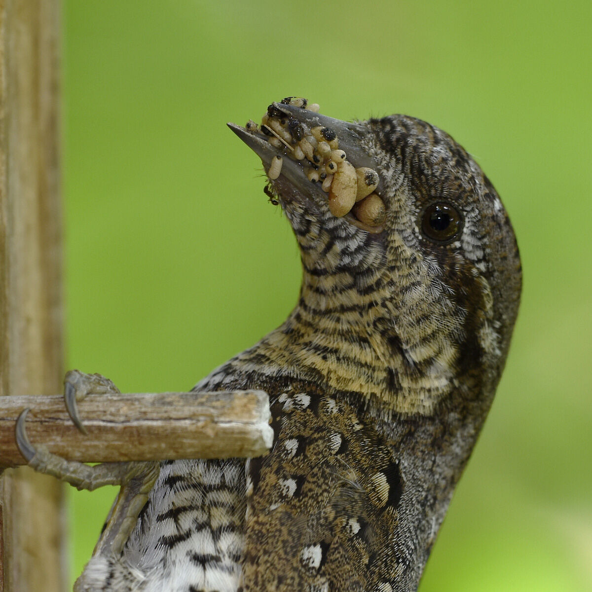 Torcicollo (Jynx torquilla)