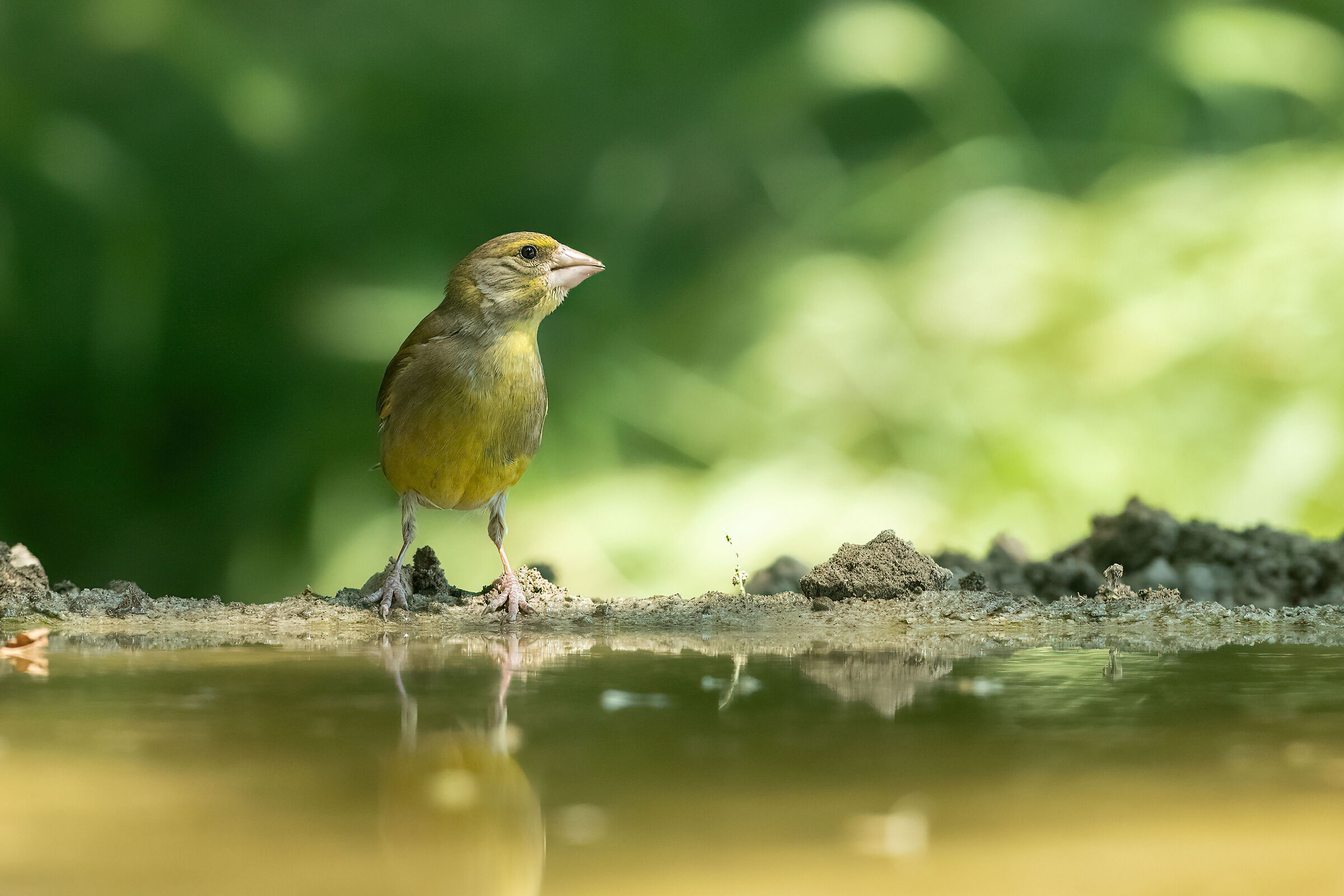 The greenfinch