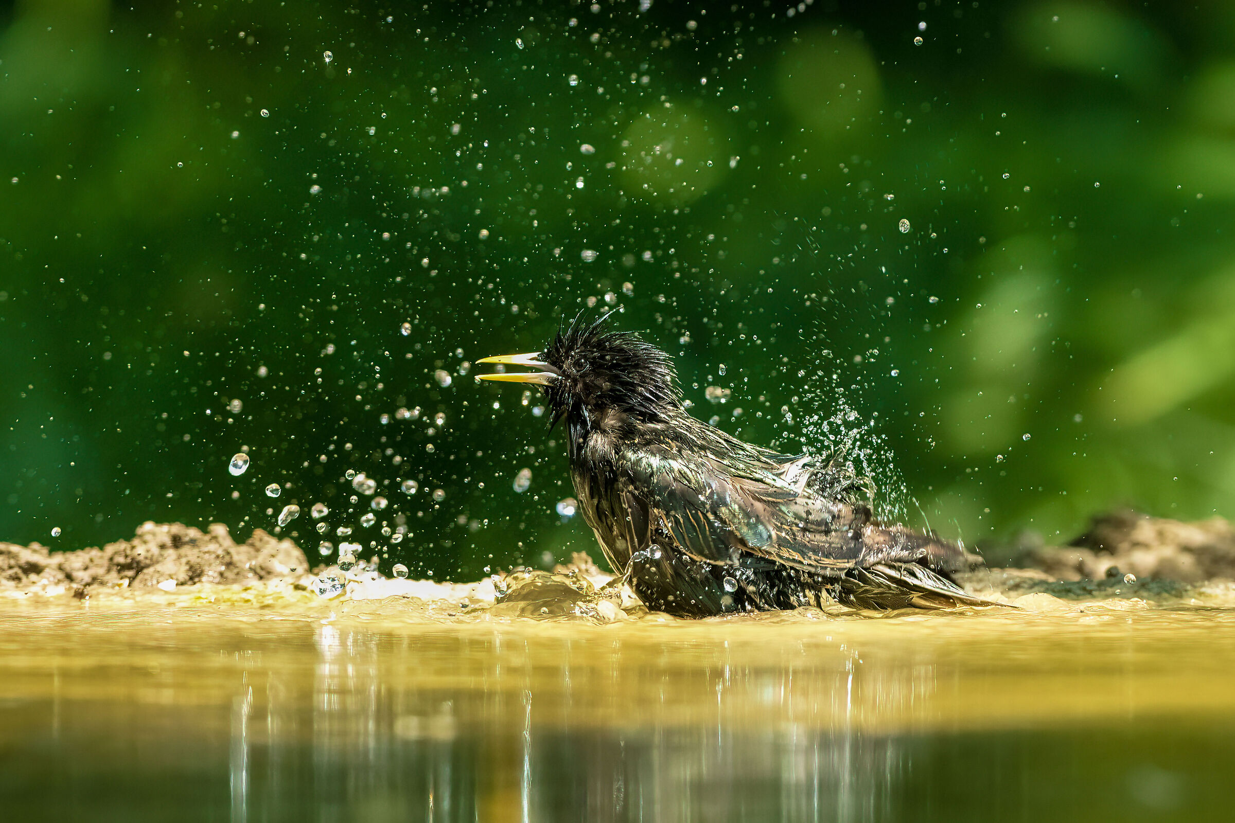 The starling bath