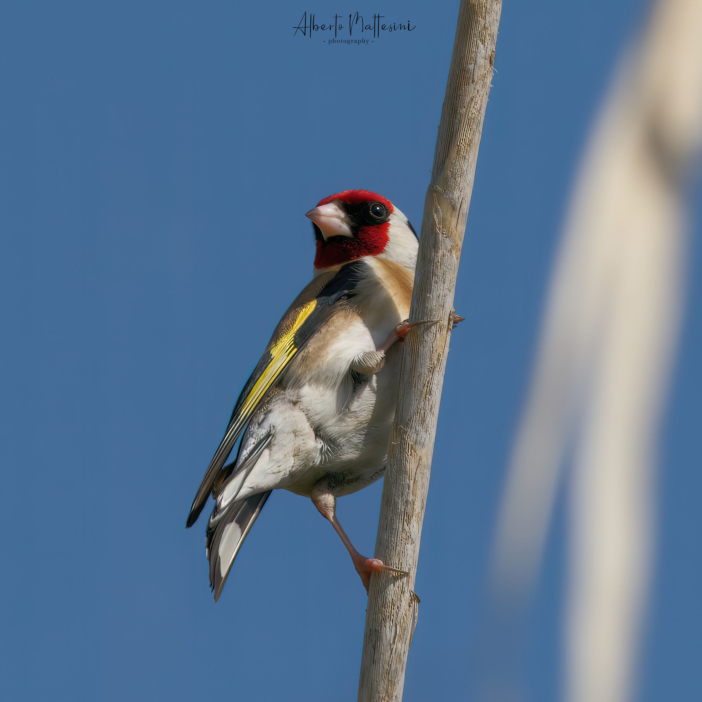 Goldfinch