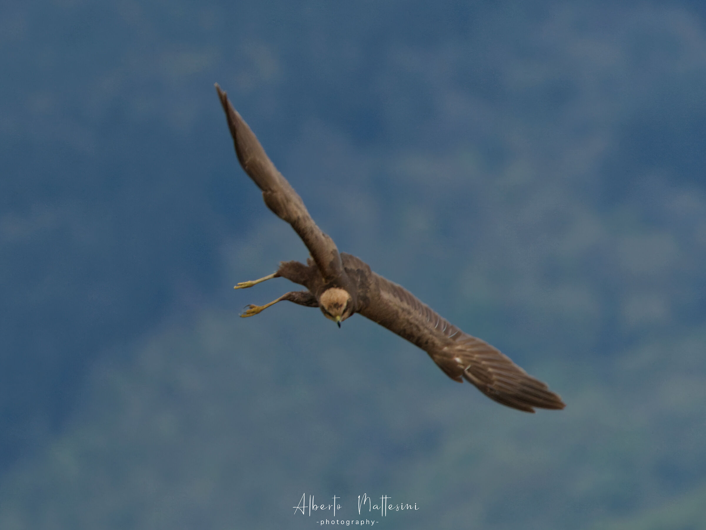 Female marsh falcon