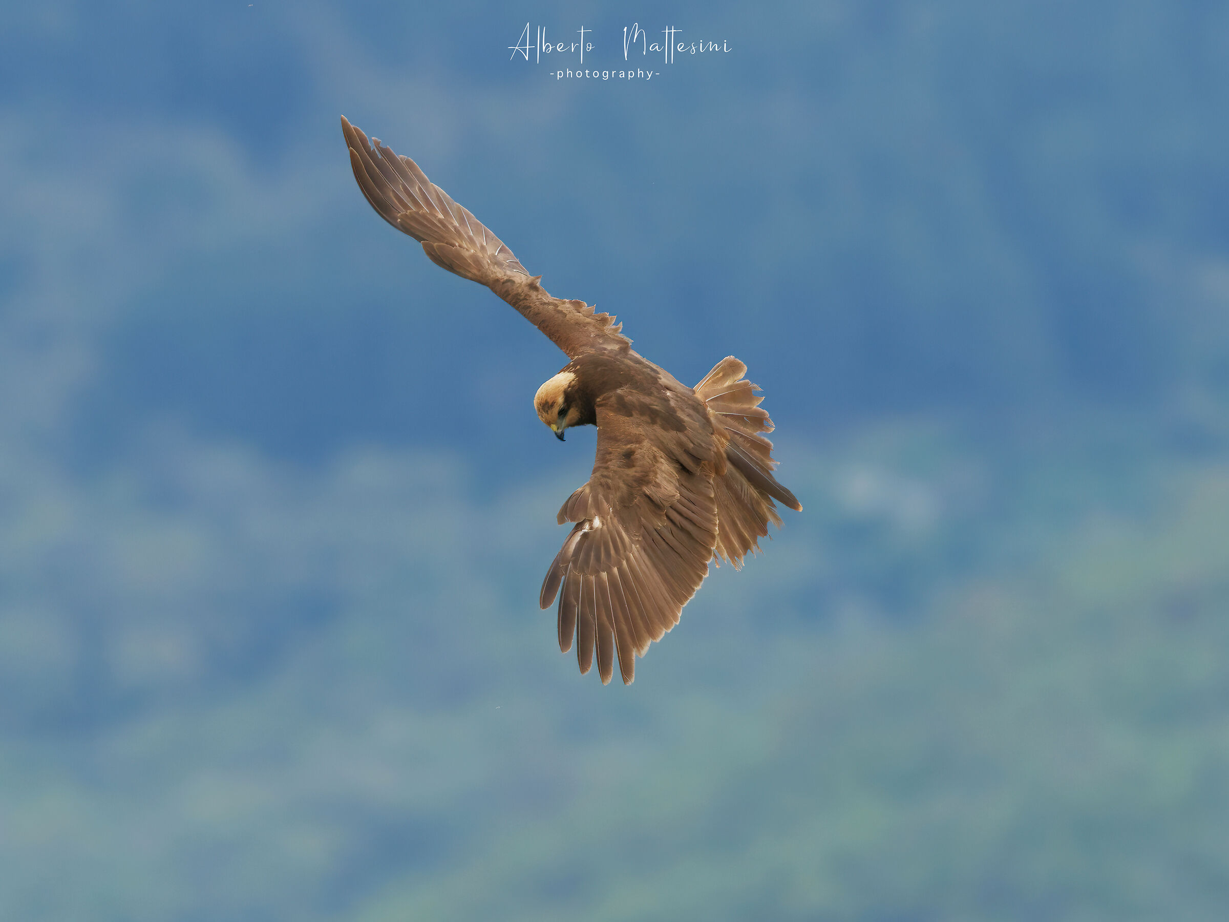 Female marsh falcon