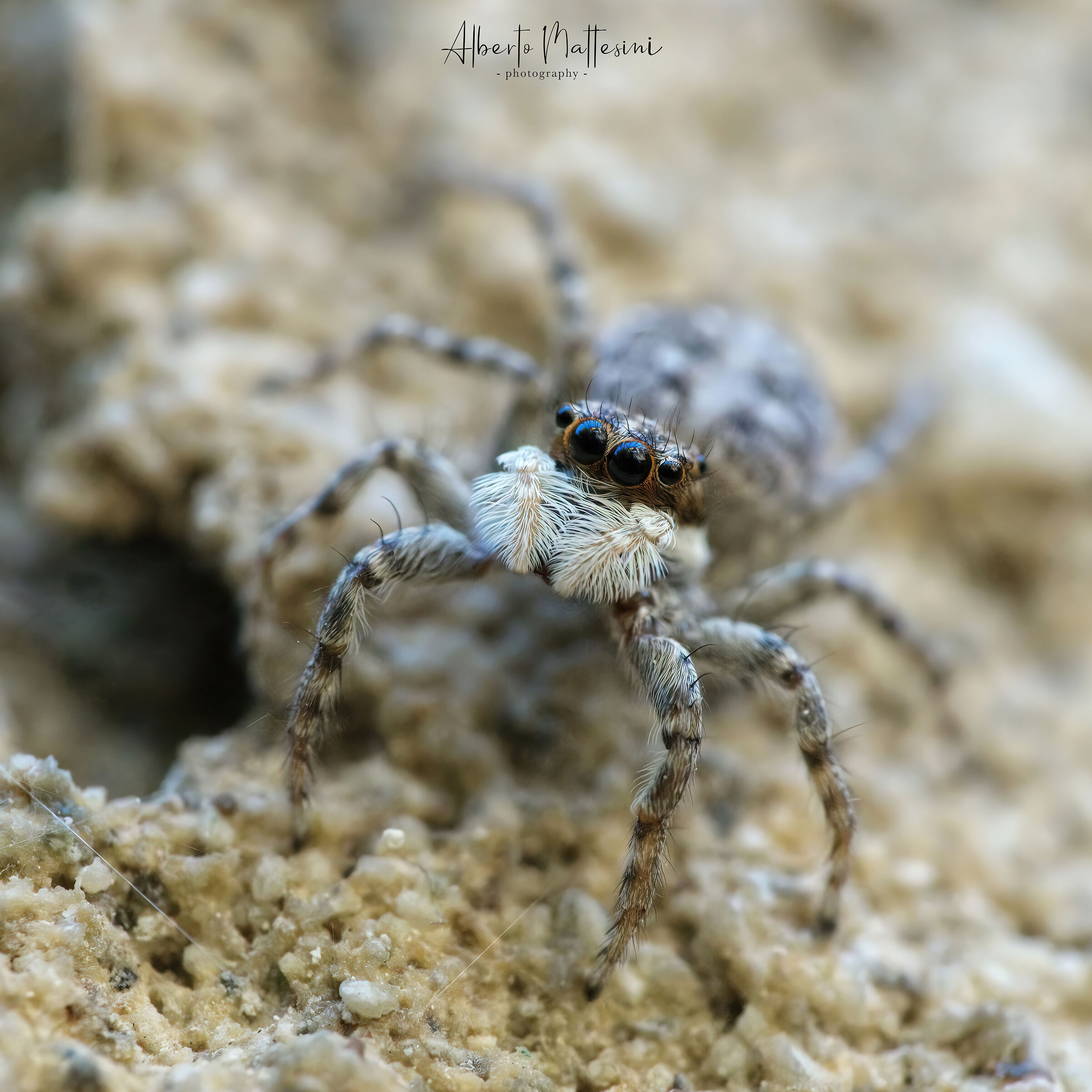 Jumper spider