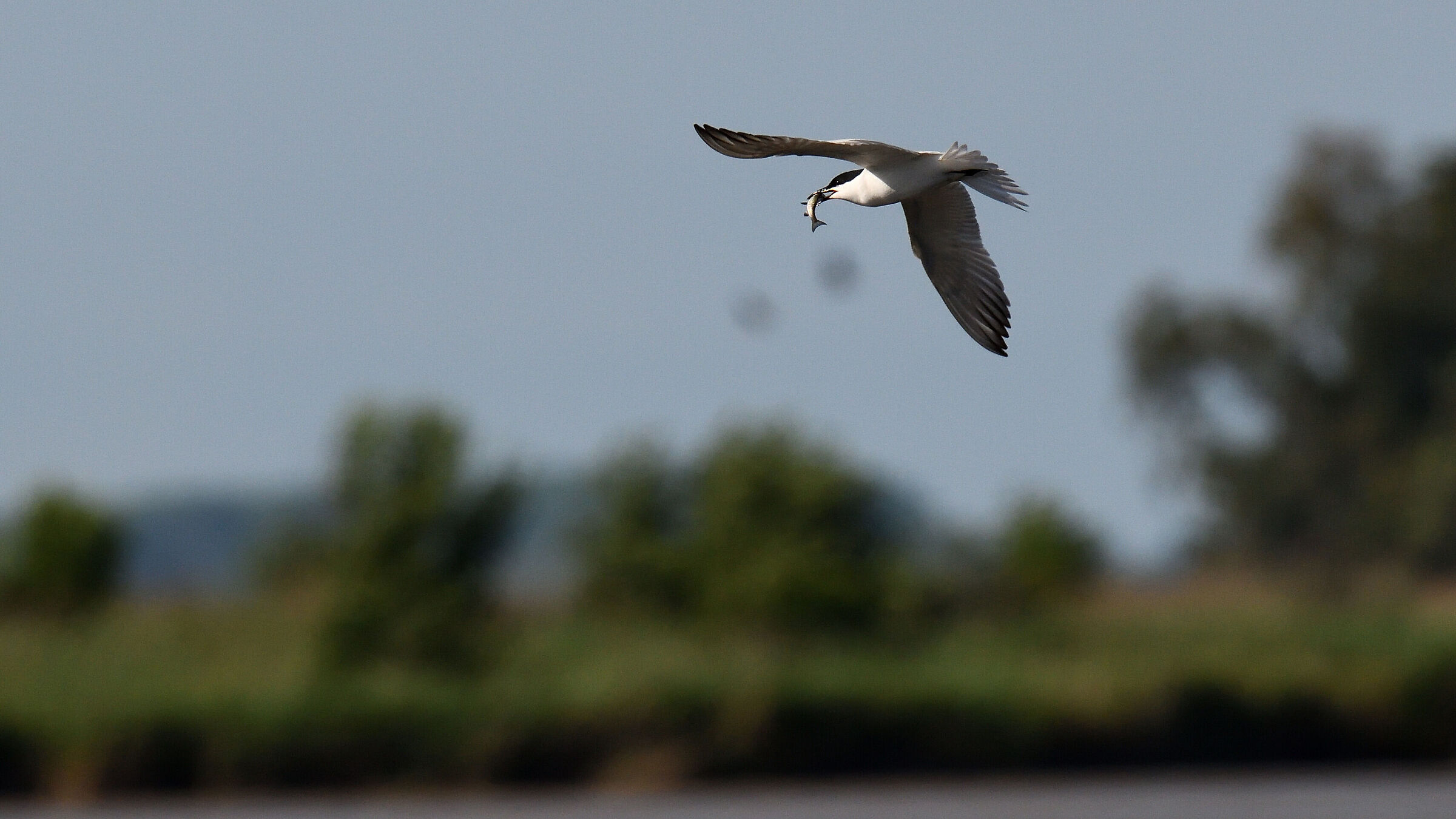 Gull-billed tern