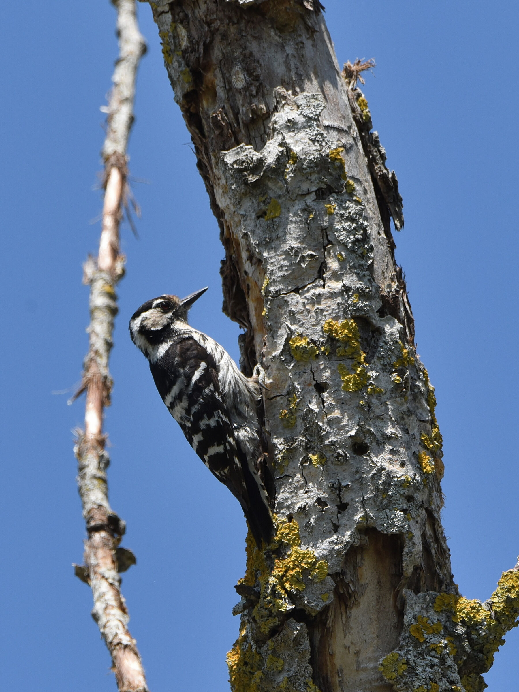 Lesser red woodpecker