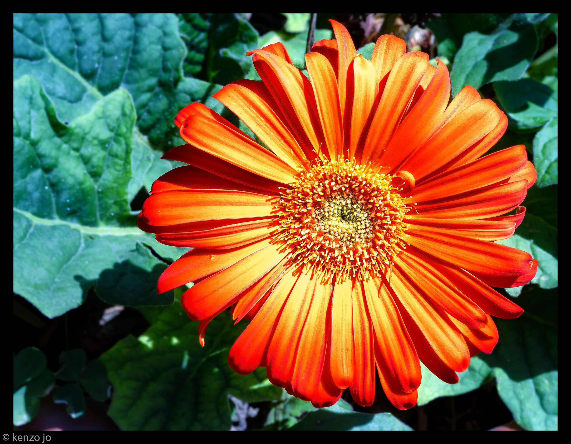 Kodachrome