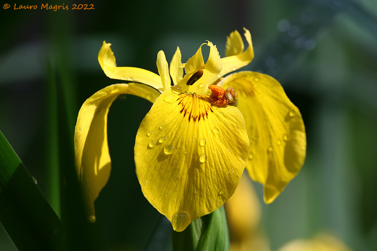 Giaggiolo acquatico (Iris pseudacorus)