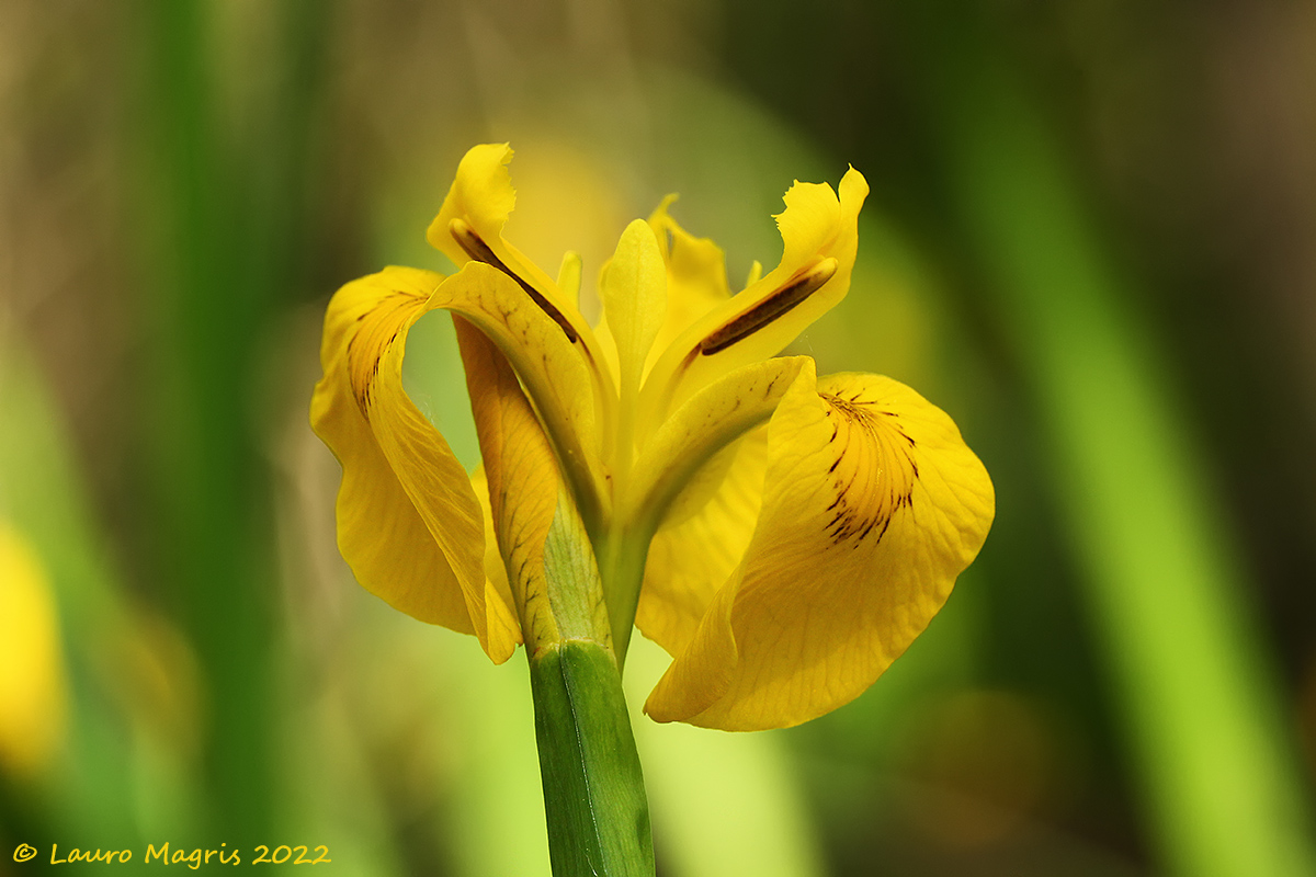Iris pseudacorus (Giaggiolo acquatico)