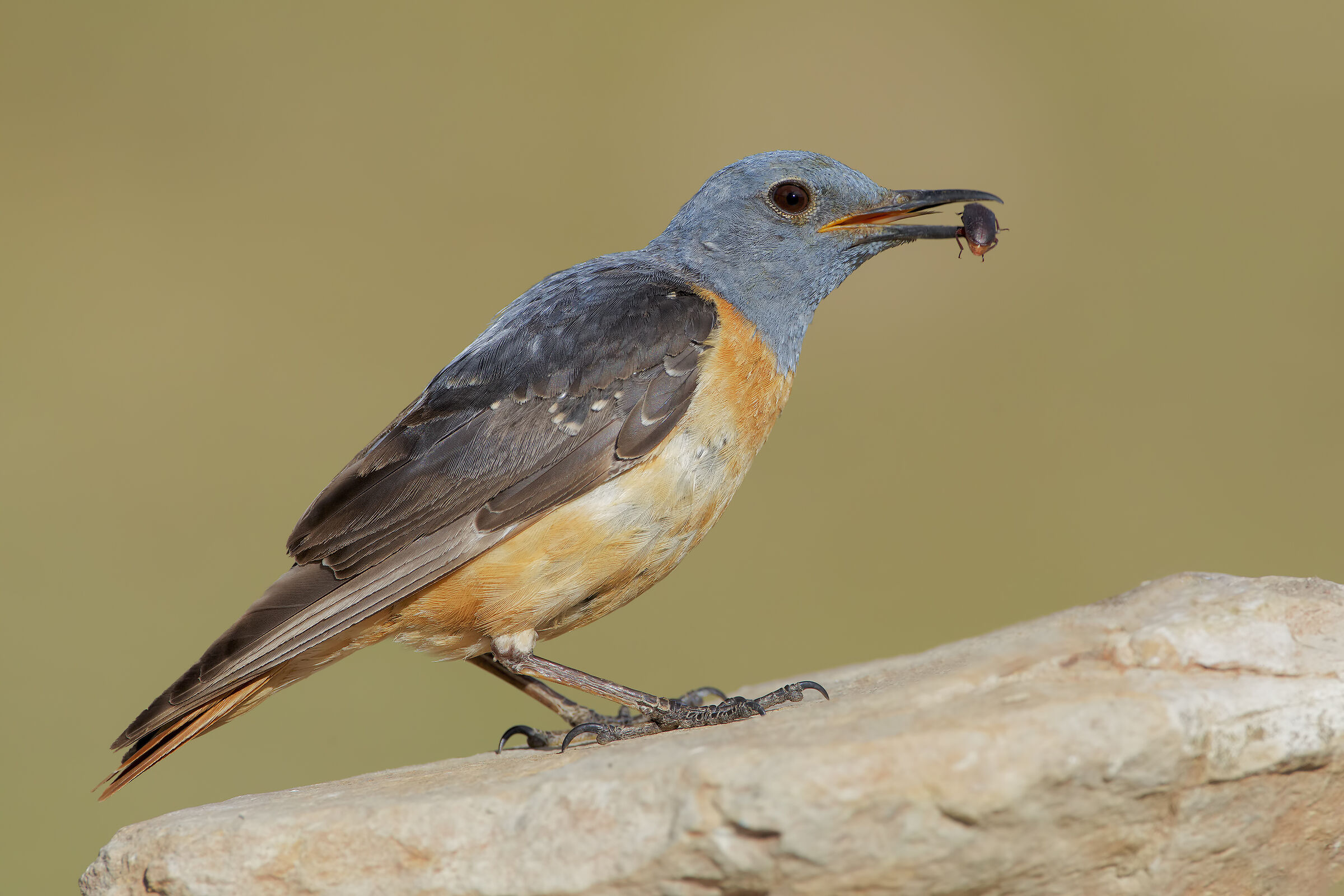 Rock thrush