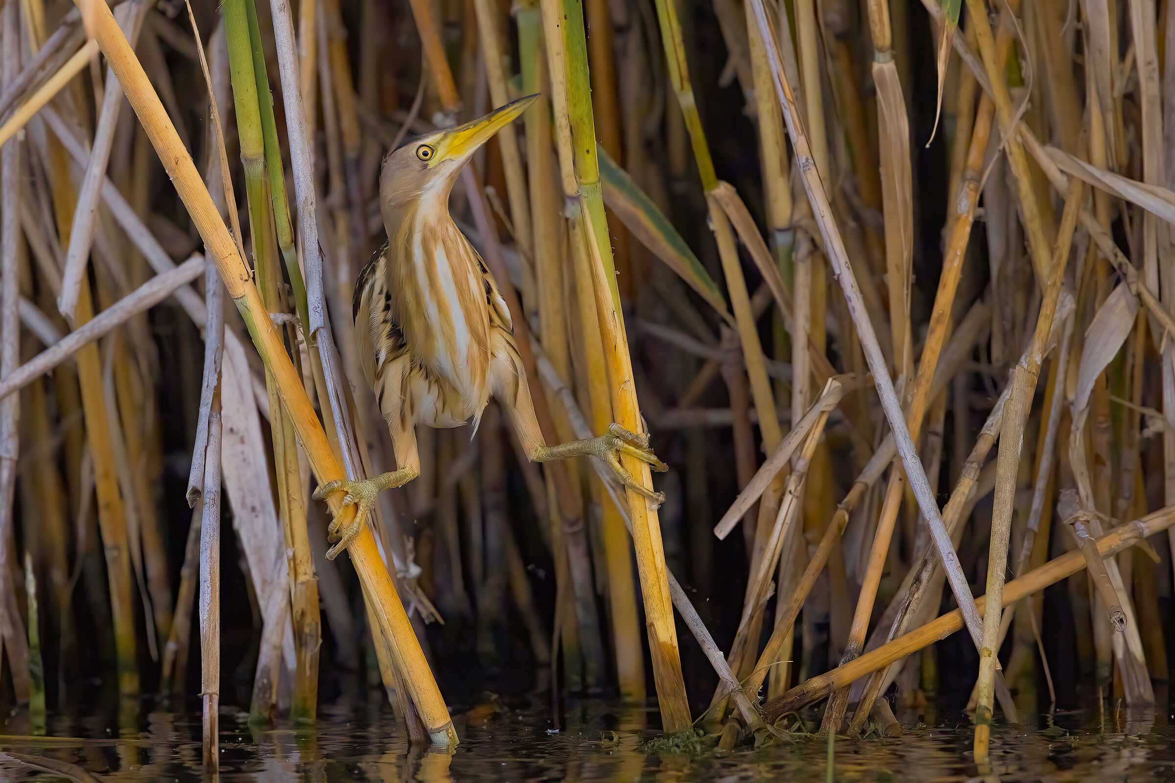 Tarabusino nella classica postura