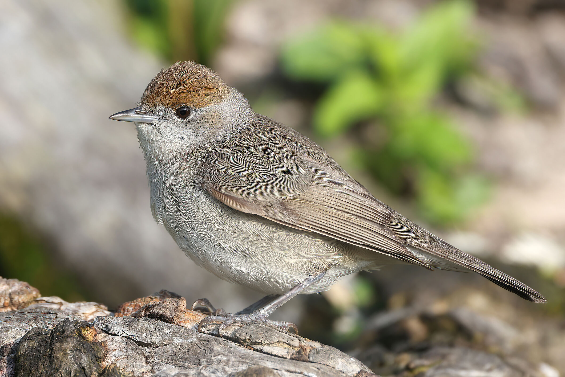 Female blackcap