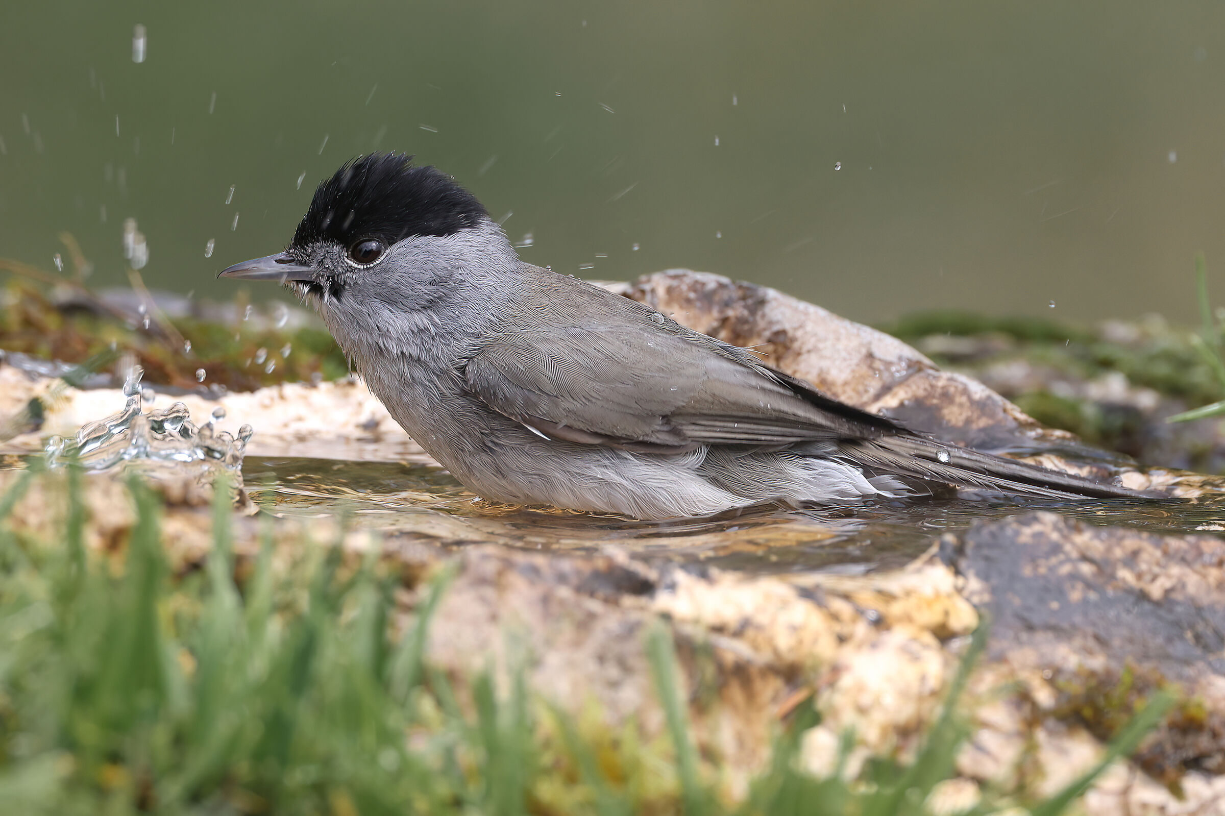 Male blackcap in the bathroom