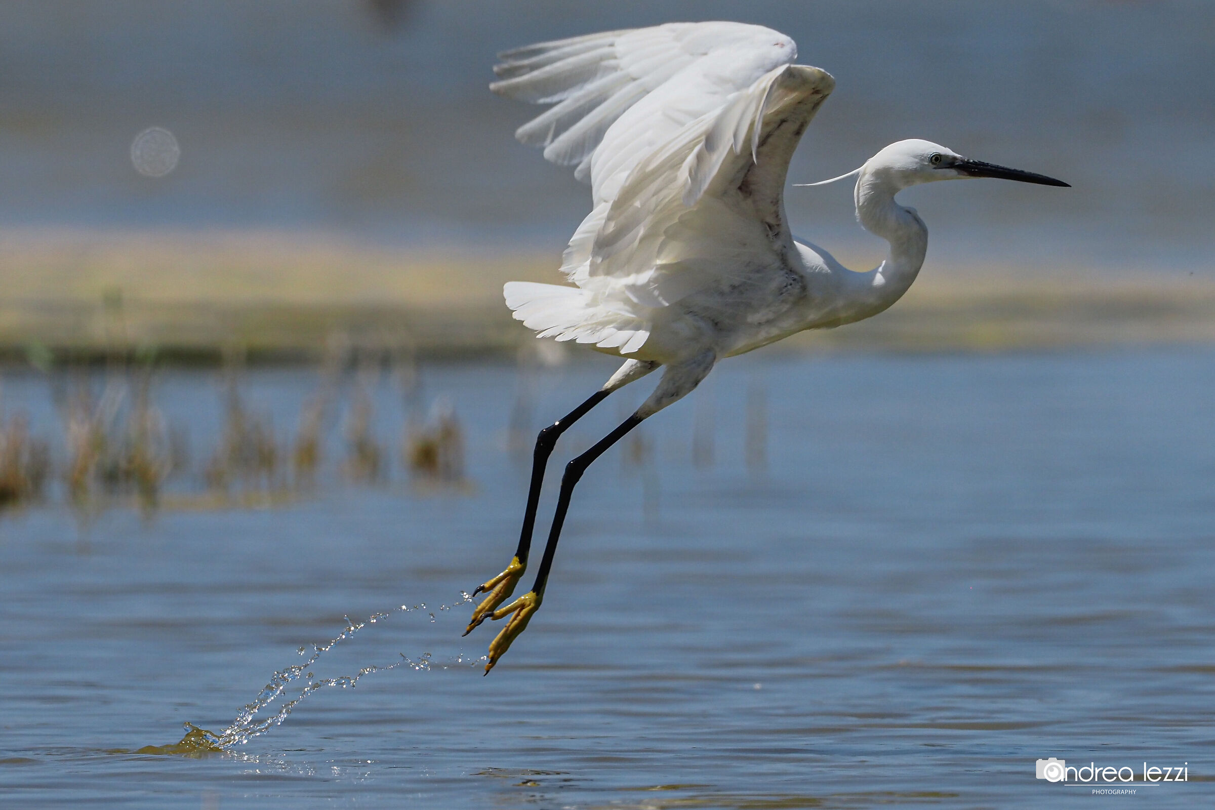 Stacco della Garzetta