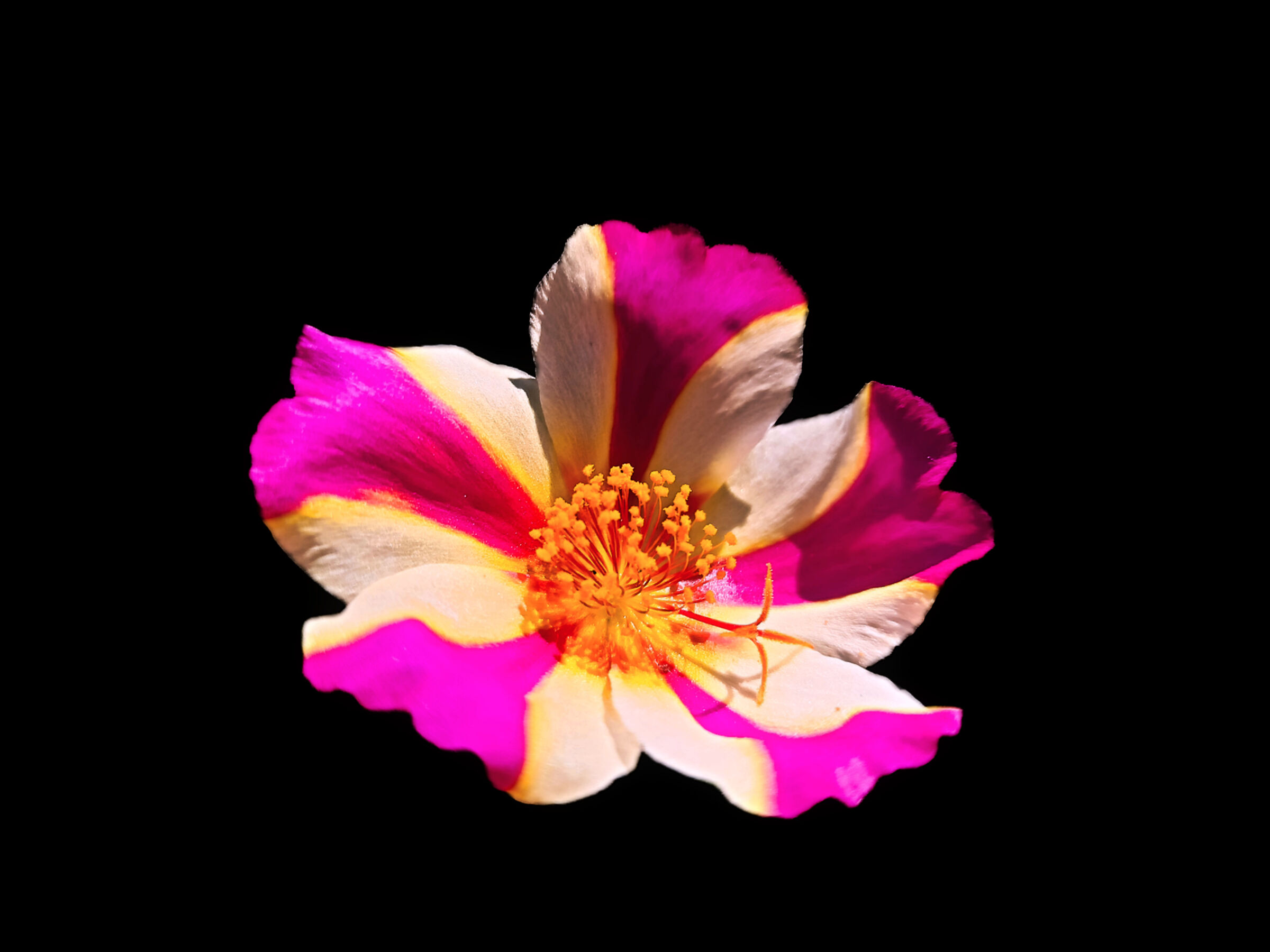 Portulaca bicolor