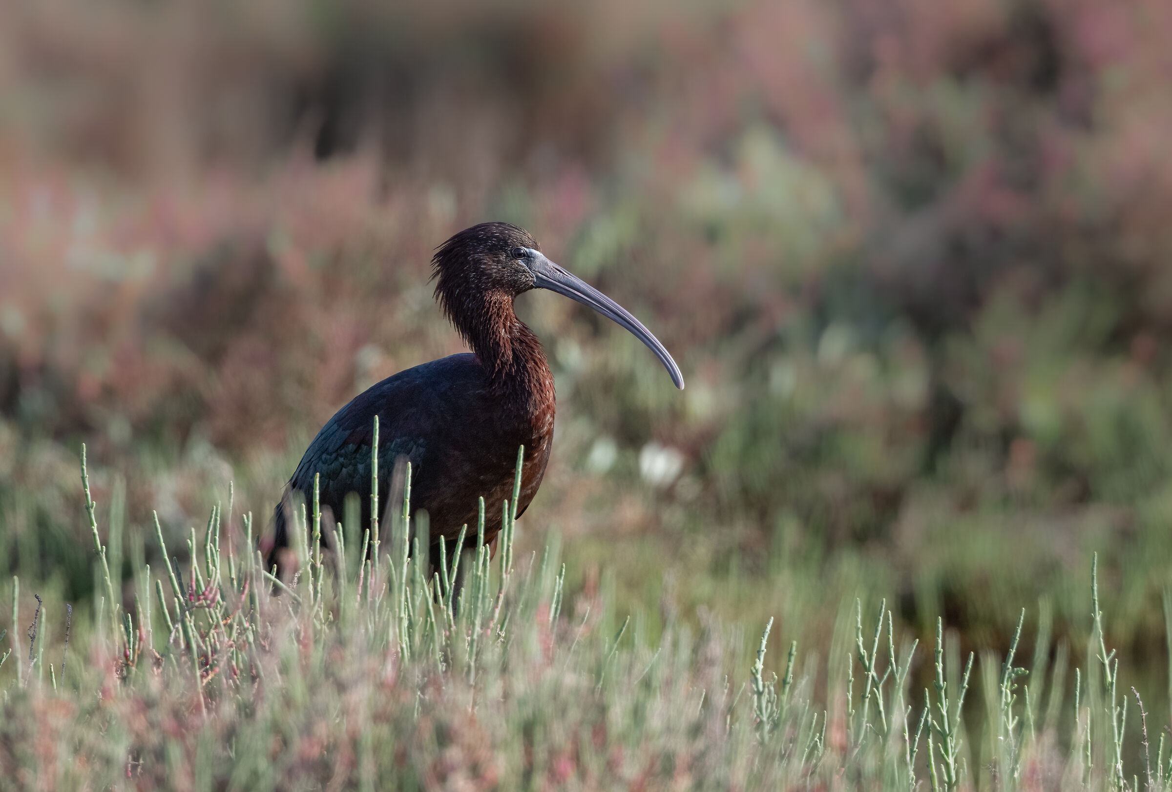 glossy ibis