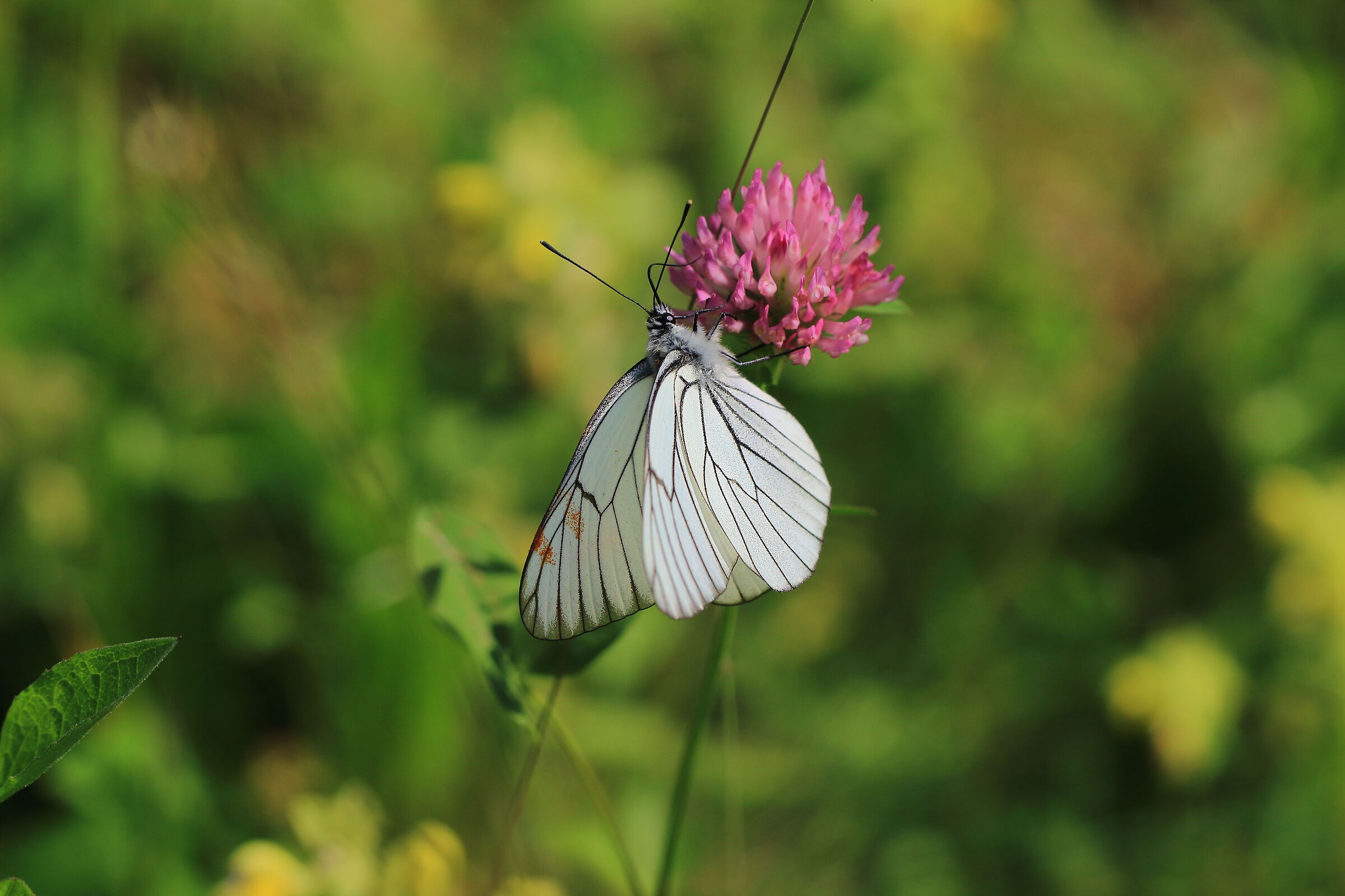 Aporia Crataegi