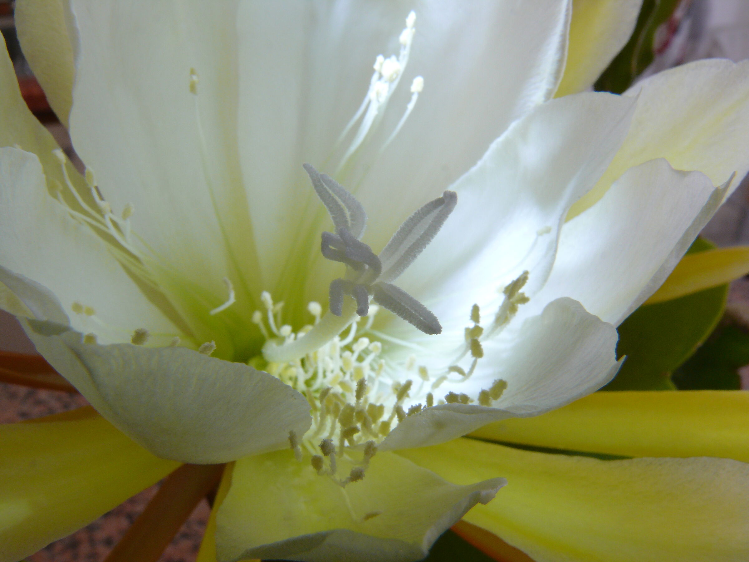 La Regina della Notte