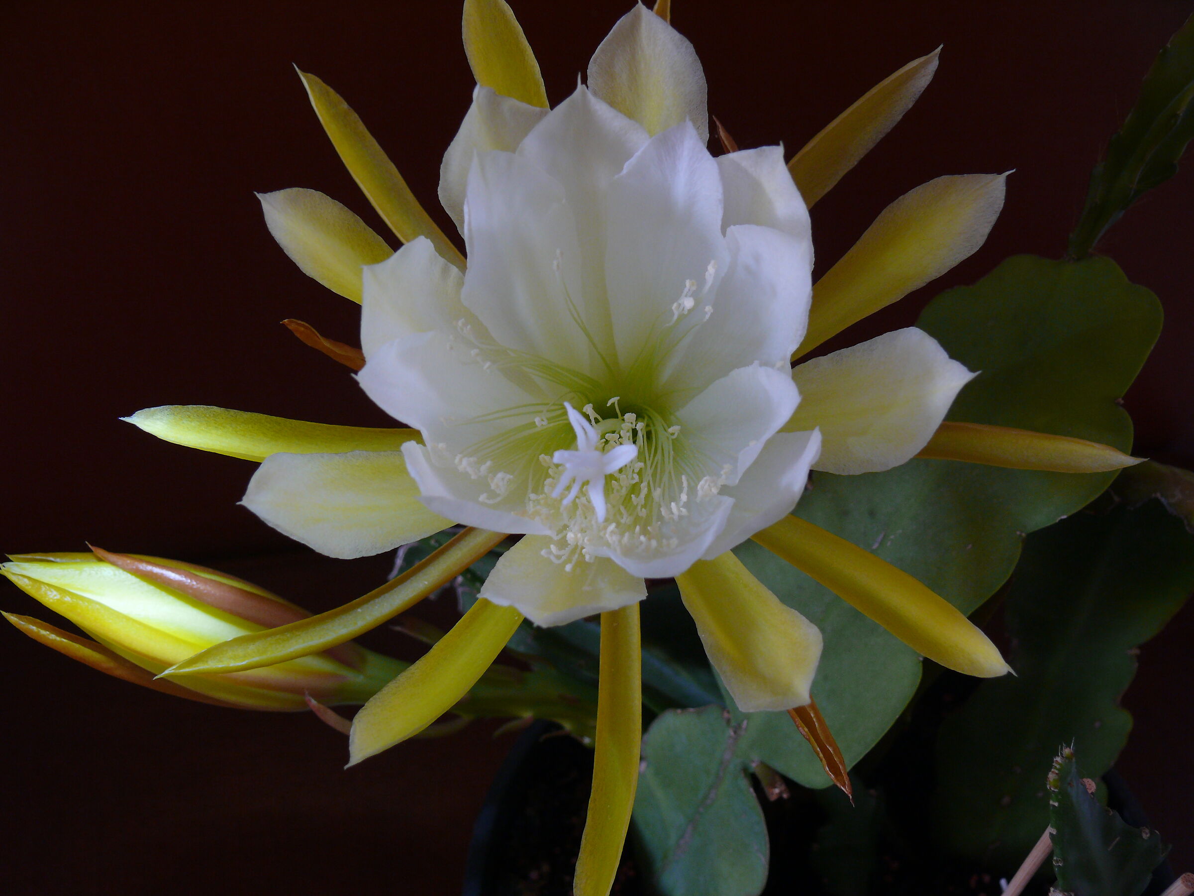The Queen of the Night