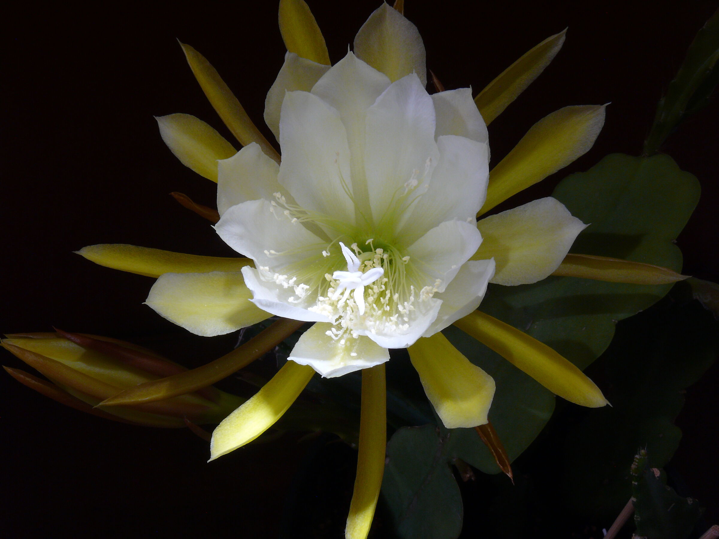 The Queen of the Night