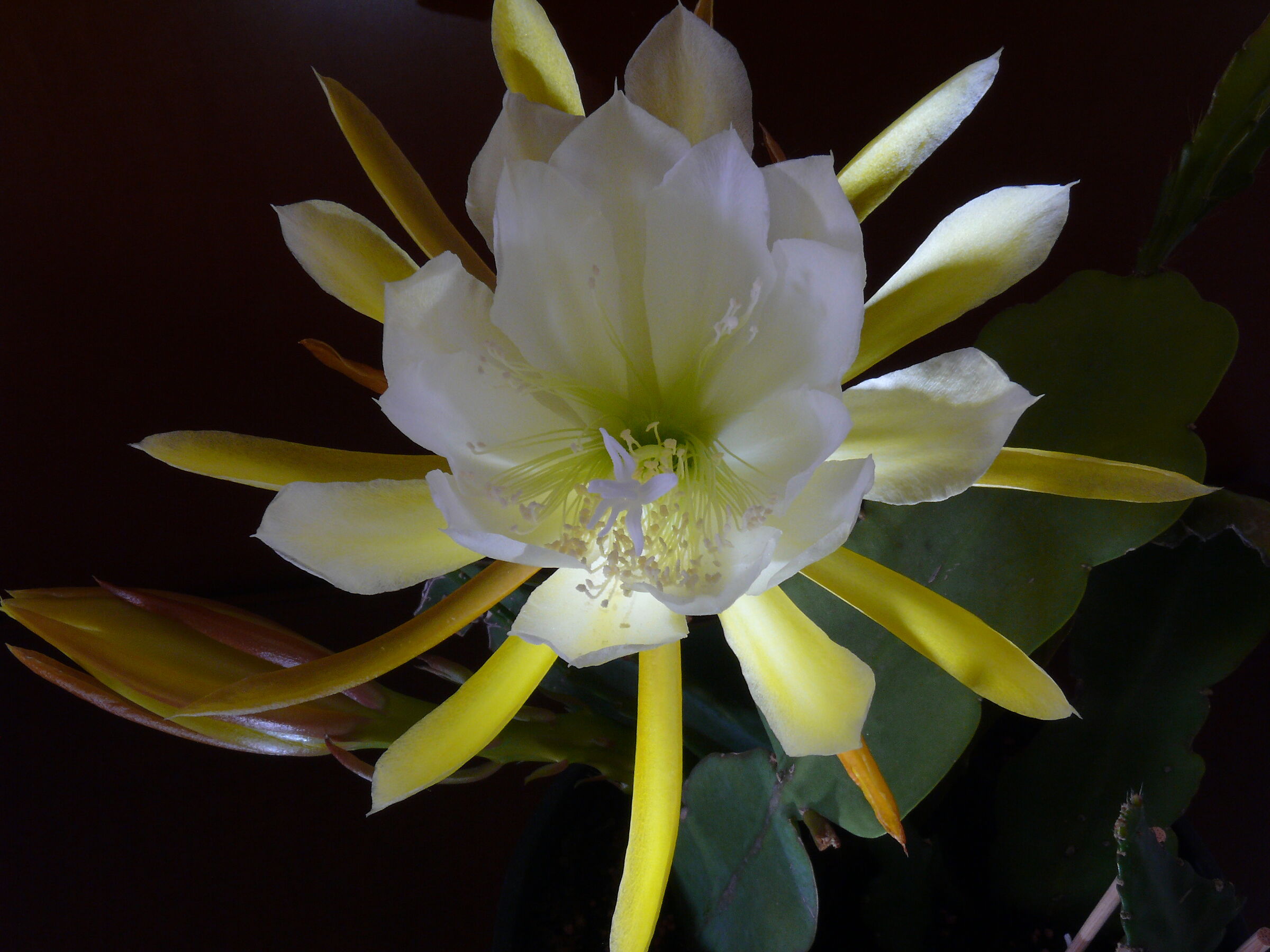 La Regina della Notte