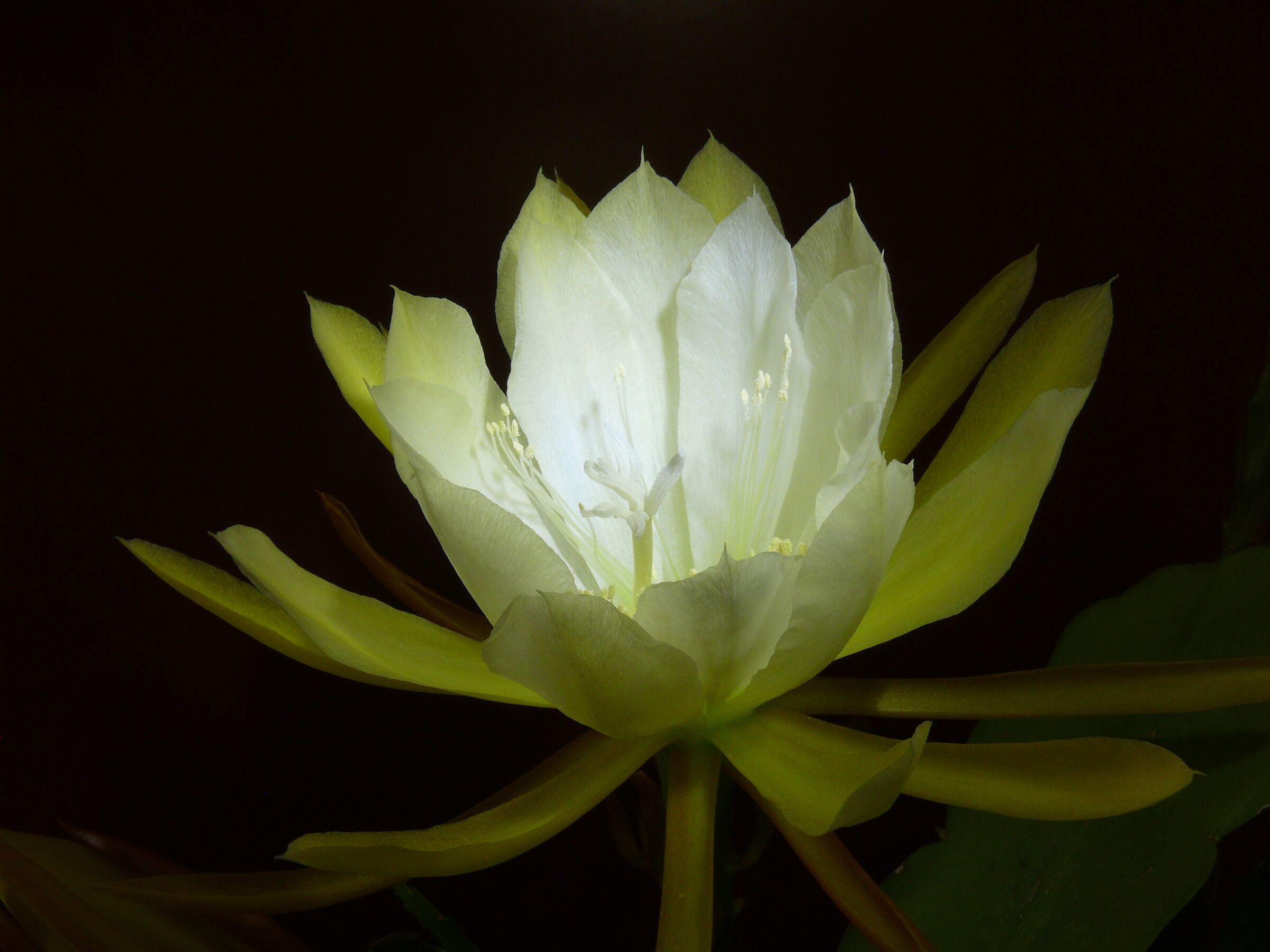 La Regina della Notte