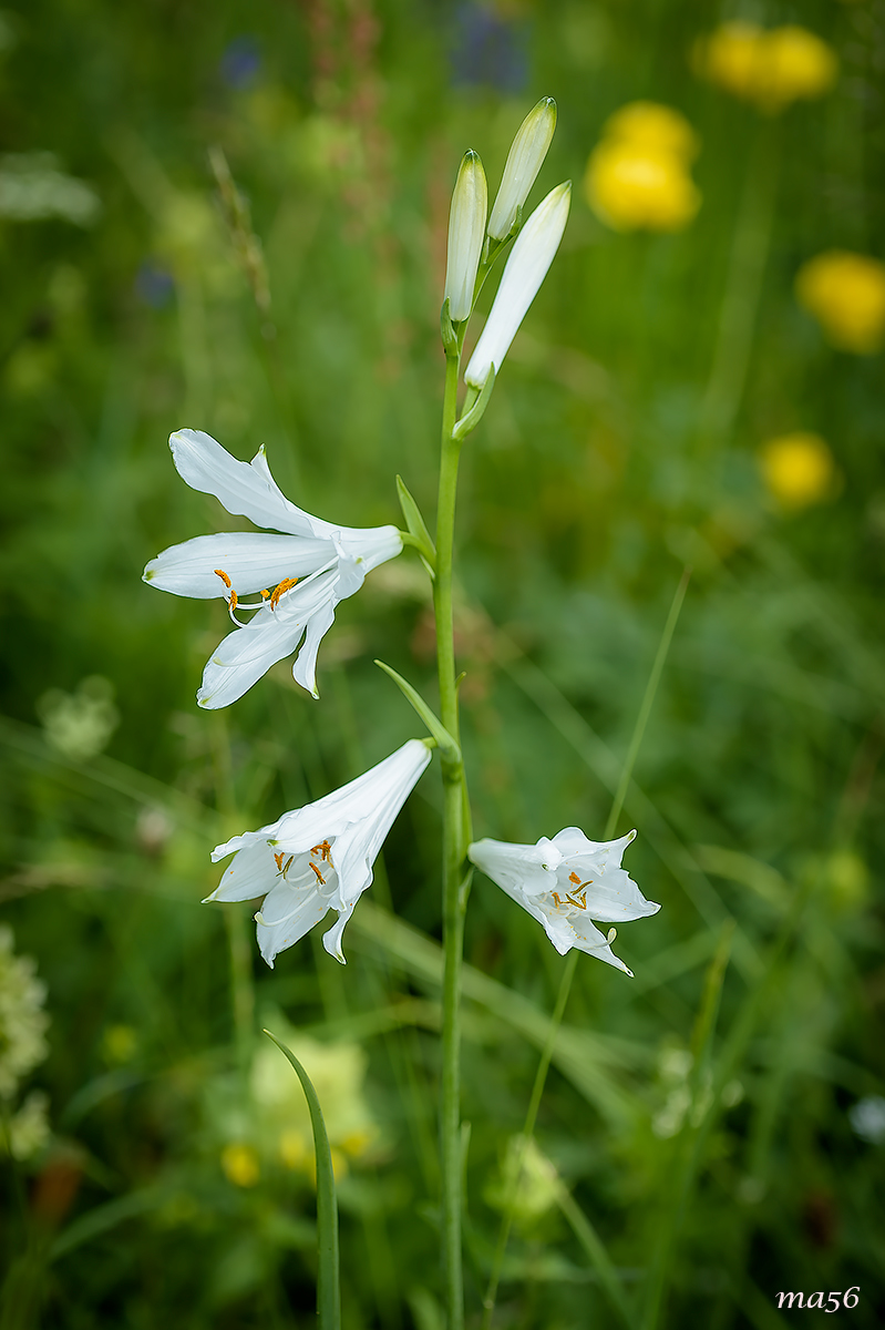 Mountain Lily