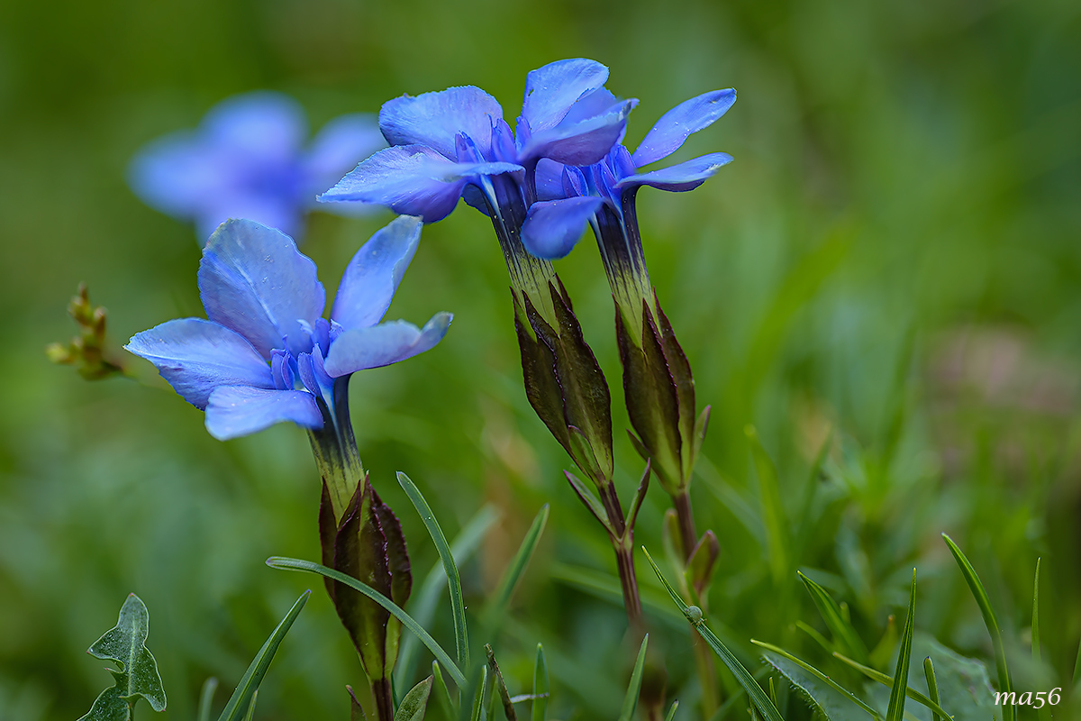 Winged Gentian
