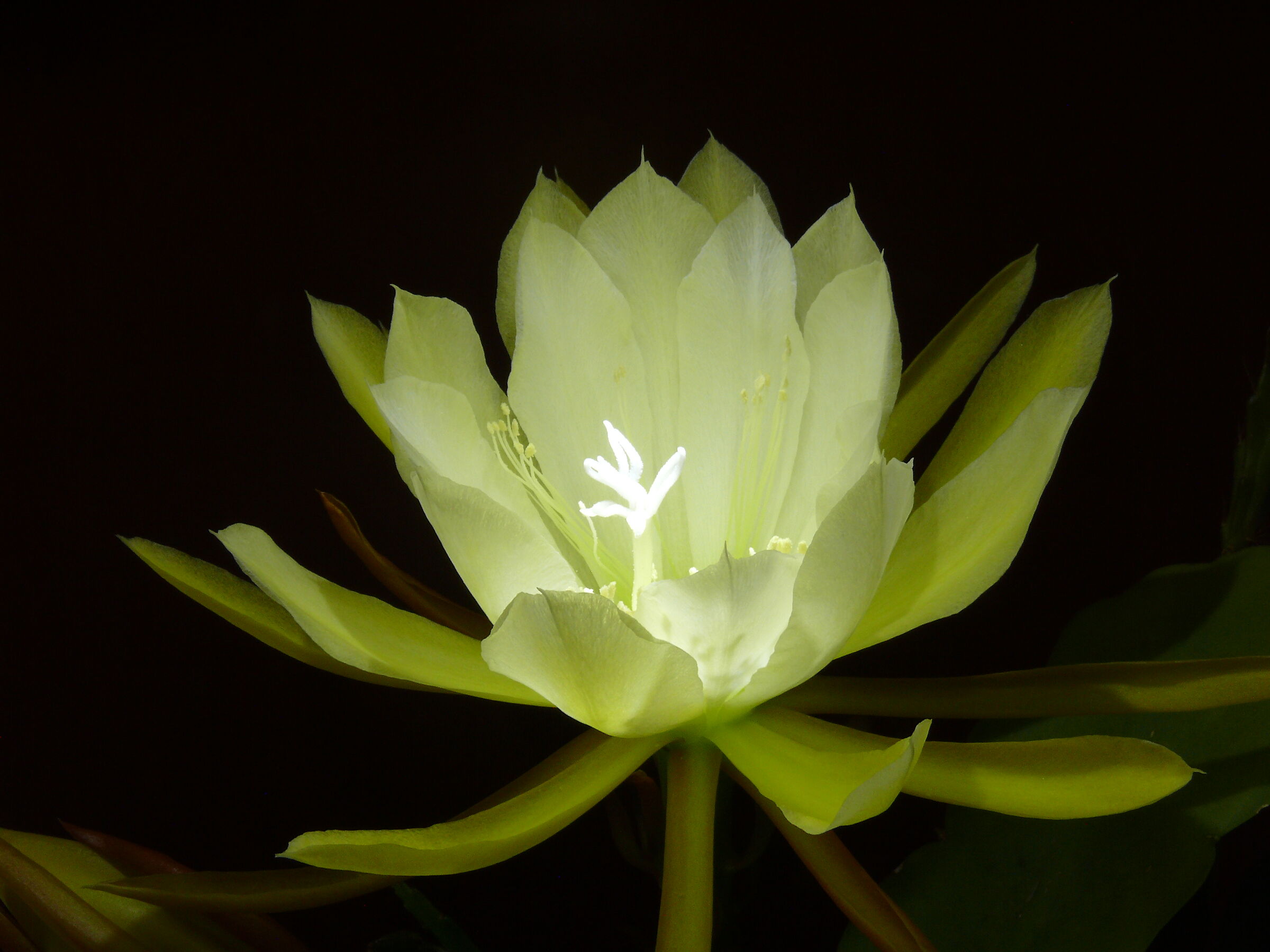 La Regina della Notte