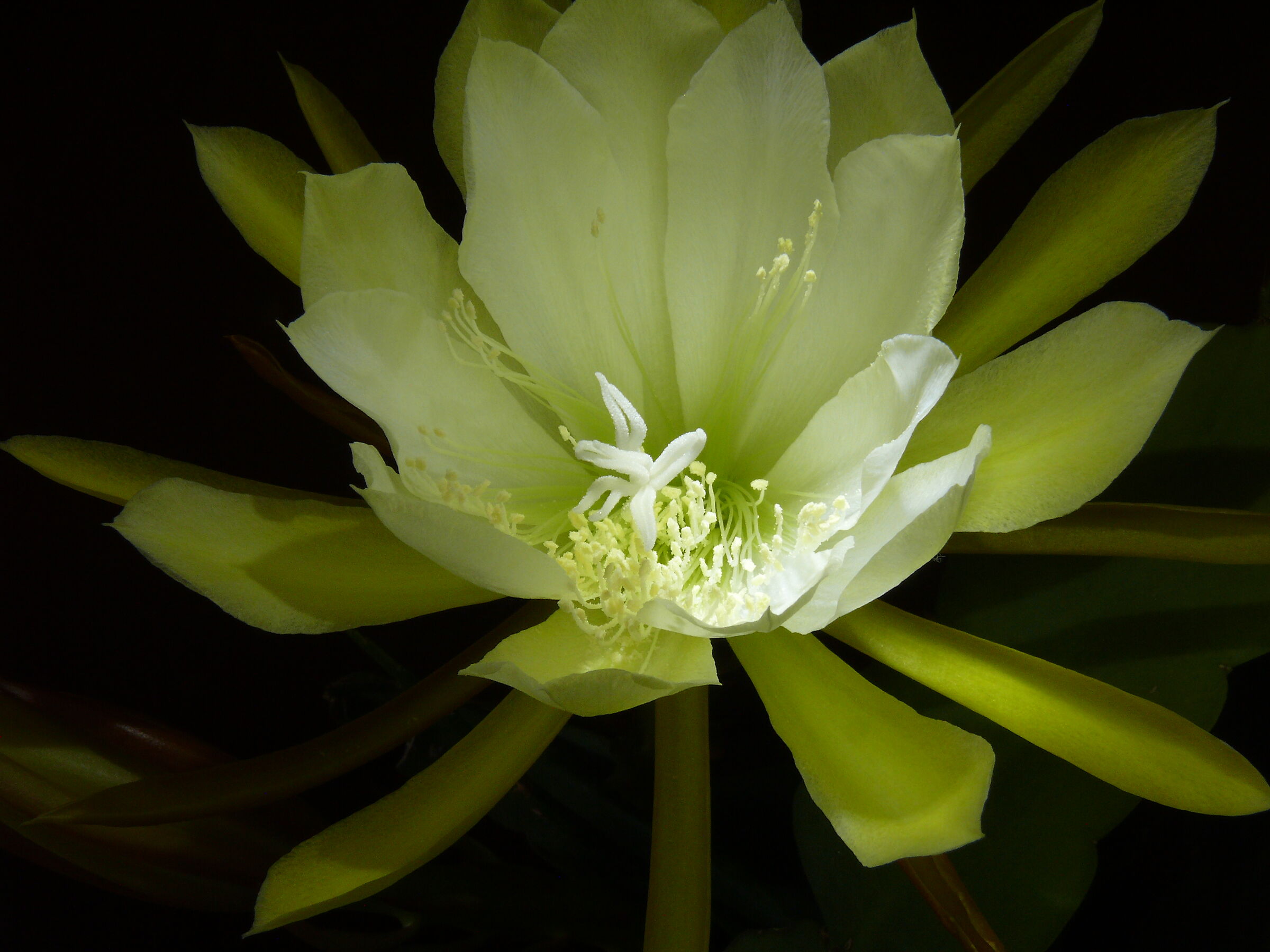 The Queen of the Night