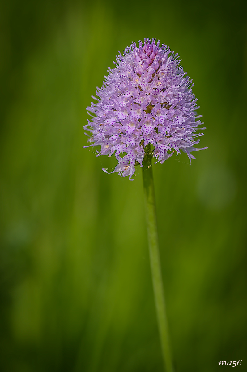 Pasture orchid