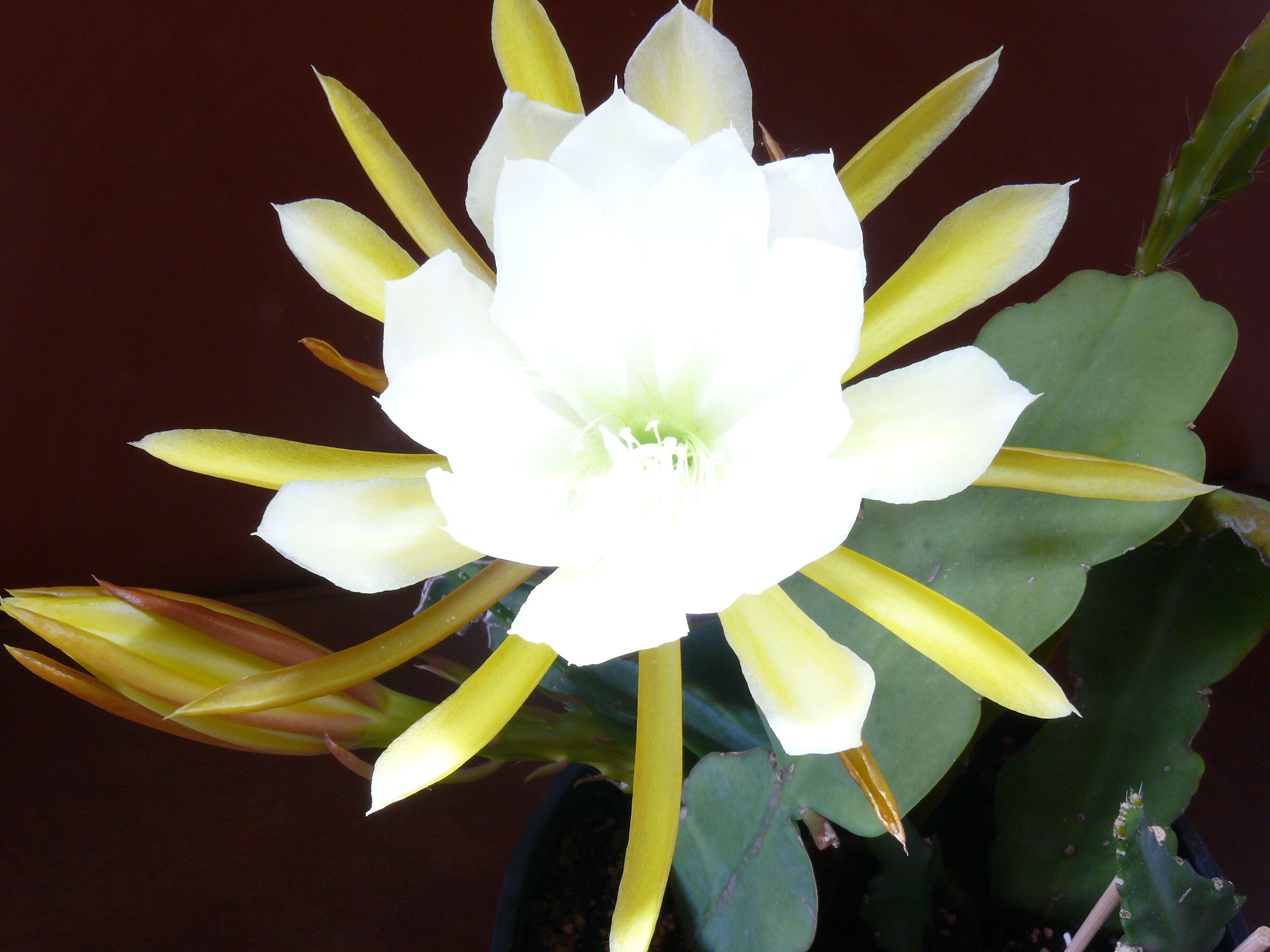 The Queen of the Night