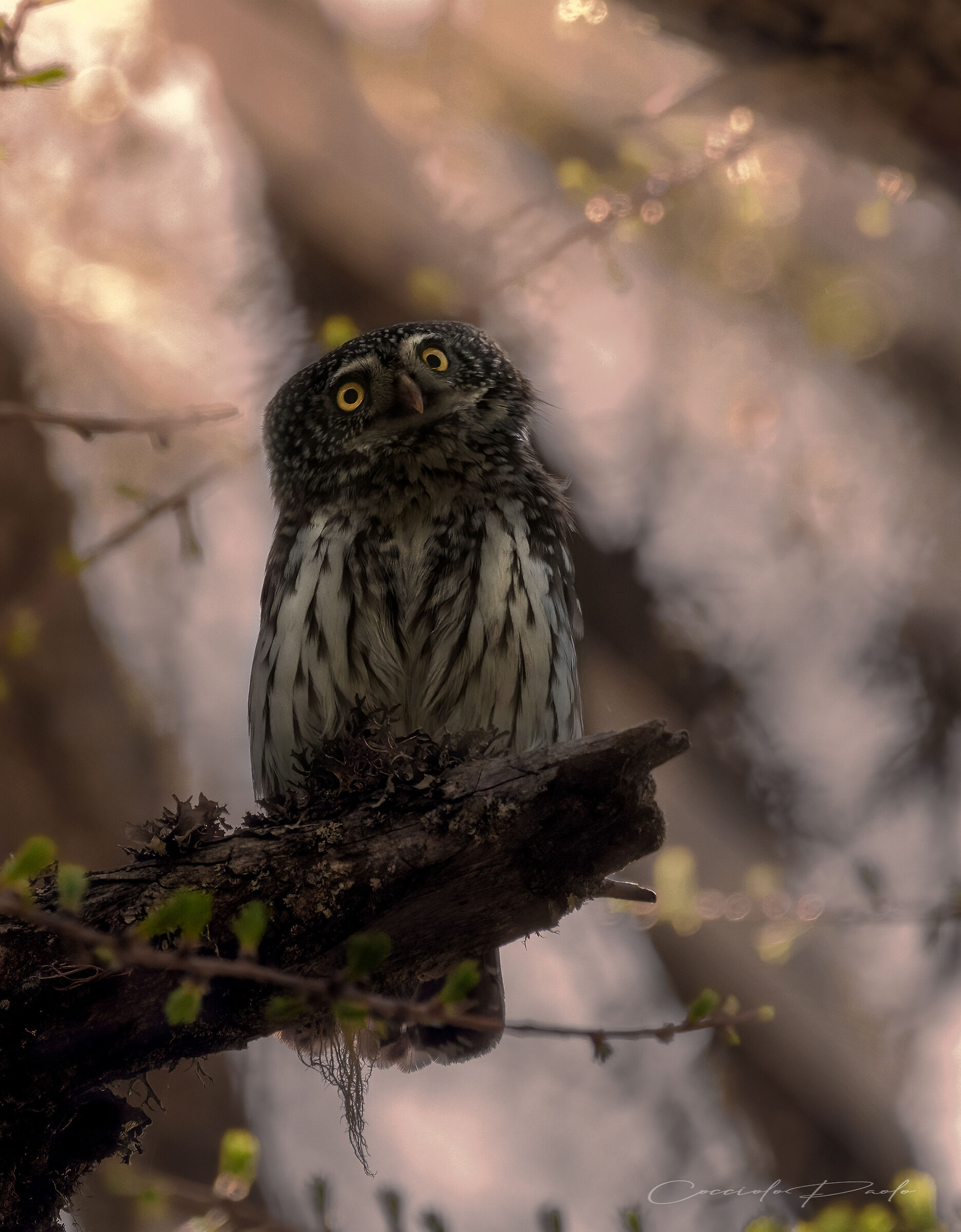 Civetta Nana (Glaucidium passerinum)